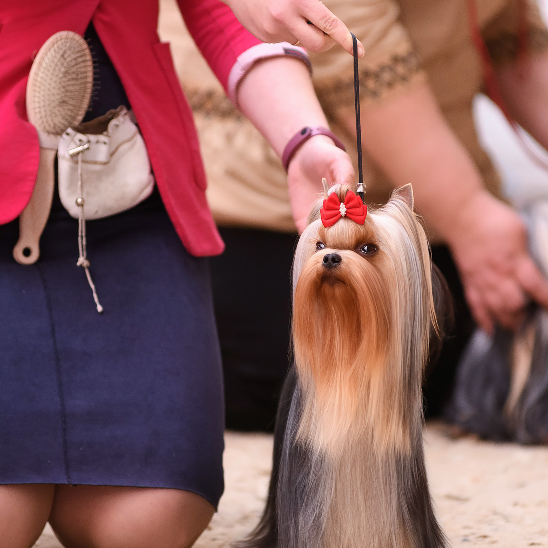 Репортажная съемка на выставке собак. Семьи, дети, сады, школы. Фотограф Первенцева Елена. Москва