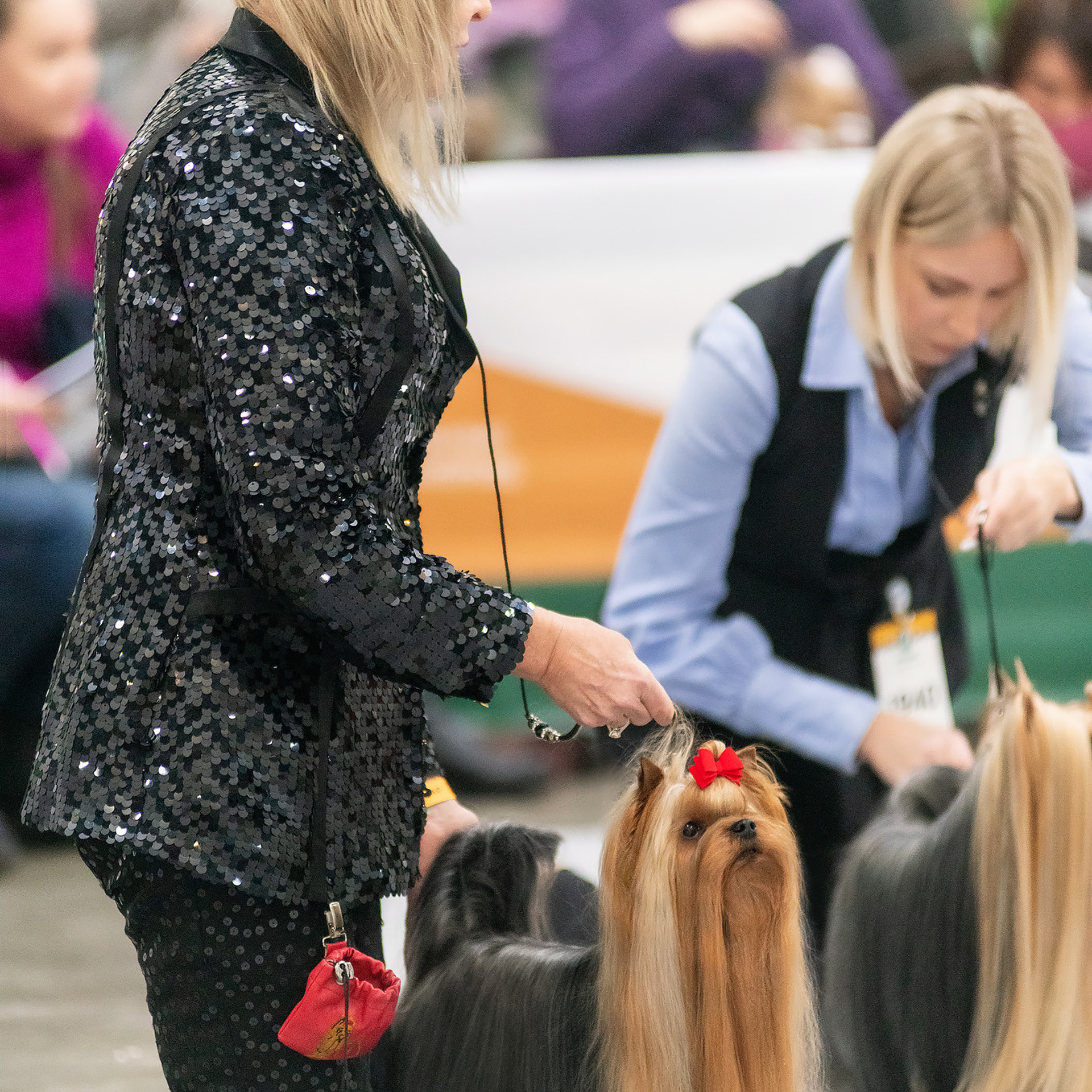Репортажная съемка на выставке собак. Семьи, дети, сады, школы. Фотограф Первенцева Елена. Москва