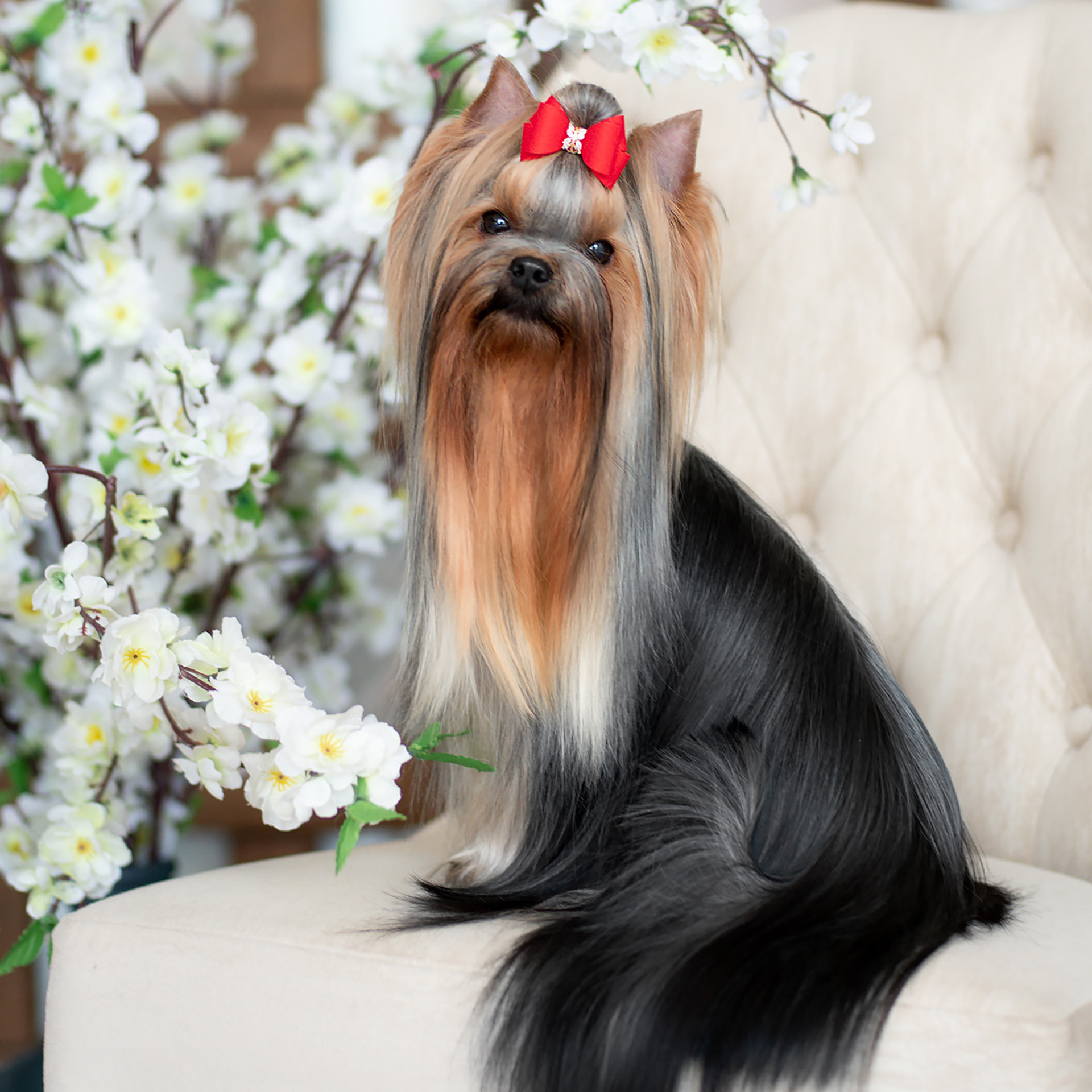 Студийная съемка собаки. Семьи, дети, сады, школы. Фотограф Первенцева Елена. Москва