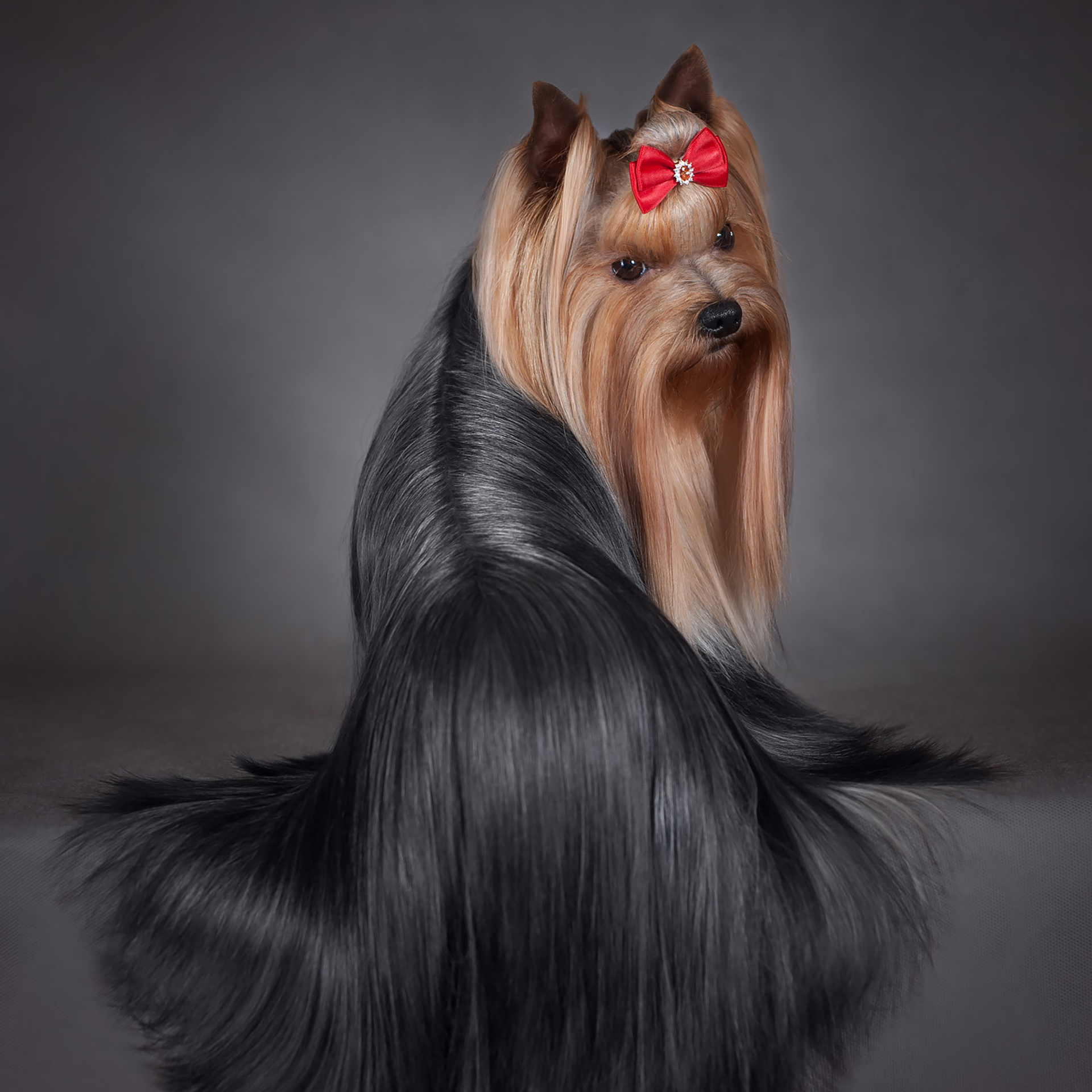 Студийная съемка собаки. Семьи, дети, сады, школы. Фотограф Первенцева Елена. Москва