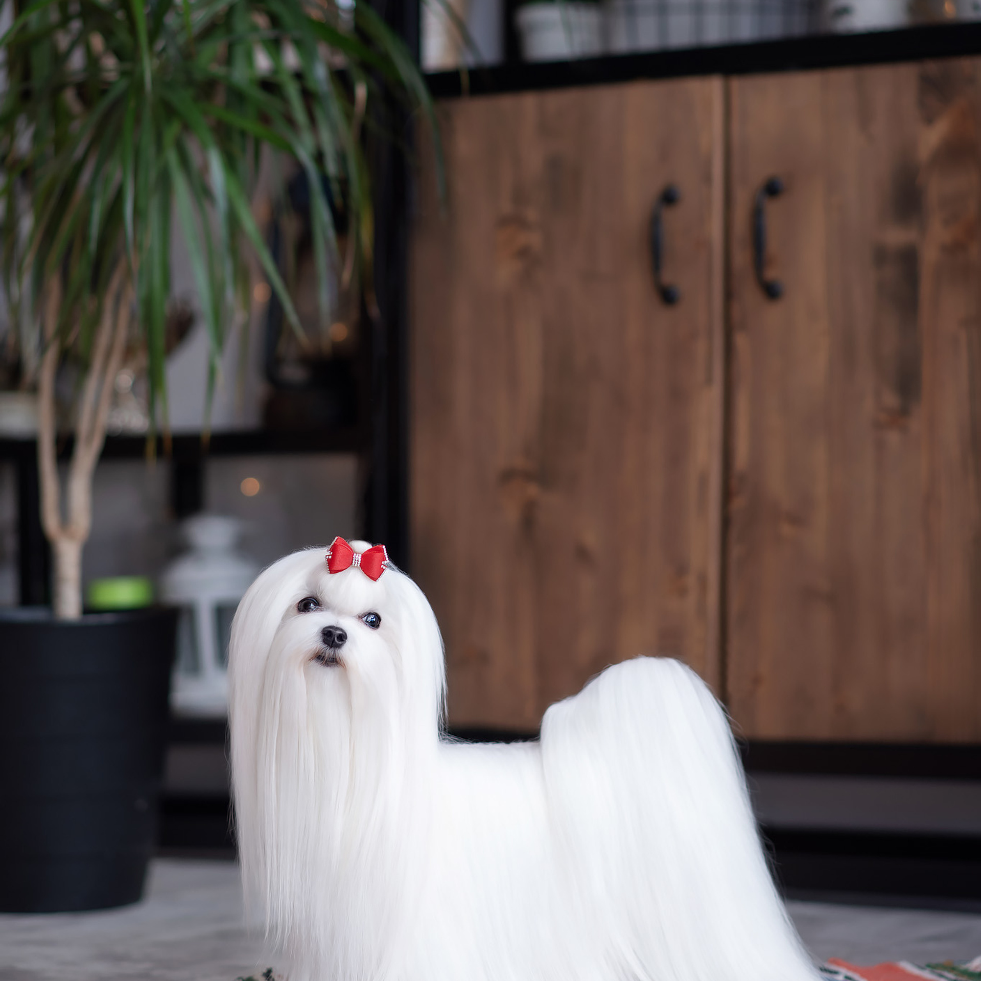 Студийная съемка собаки. Семьи, дети, сады, школы. Фотограф Первенцева Елена. Москва