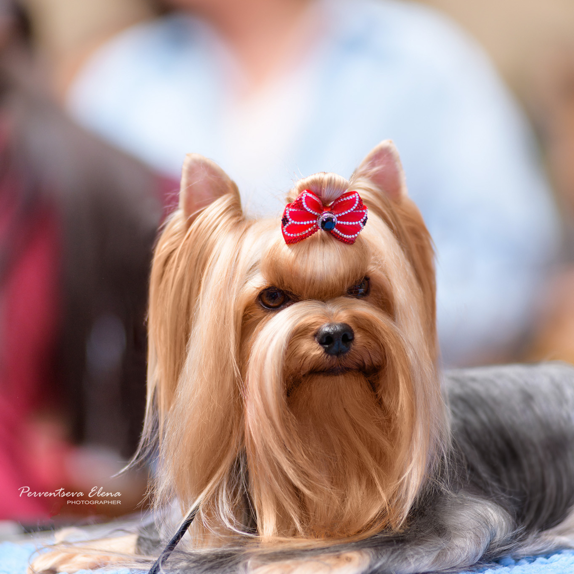 Отзывы о фотографе. Семьи, дети, сады, школы. Фотограф Первенцева Елена. Москва