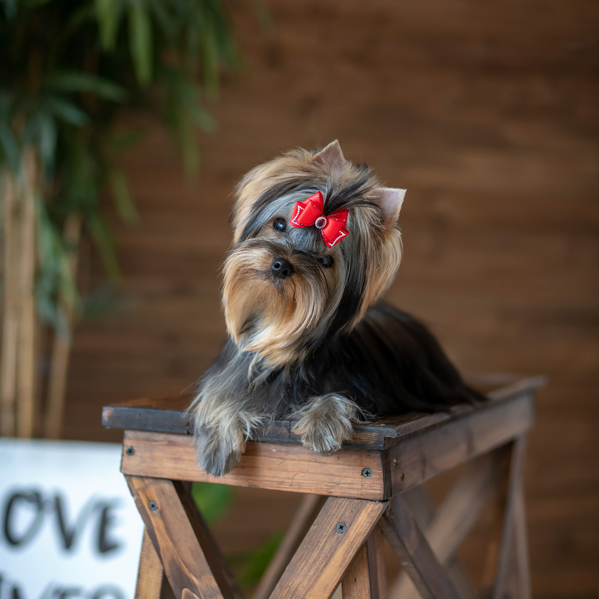 Студийная съемка собаки. Семьи, дети, сады, школы. Фотограф Первенцева Елена. Москва
