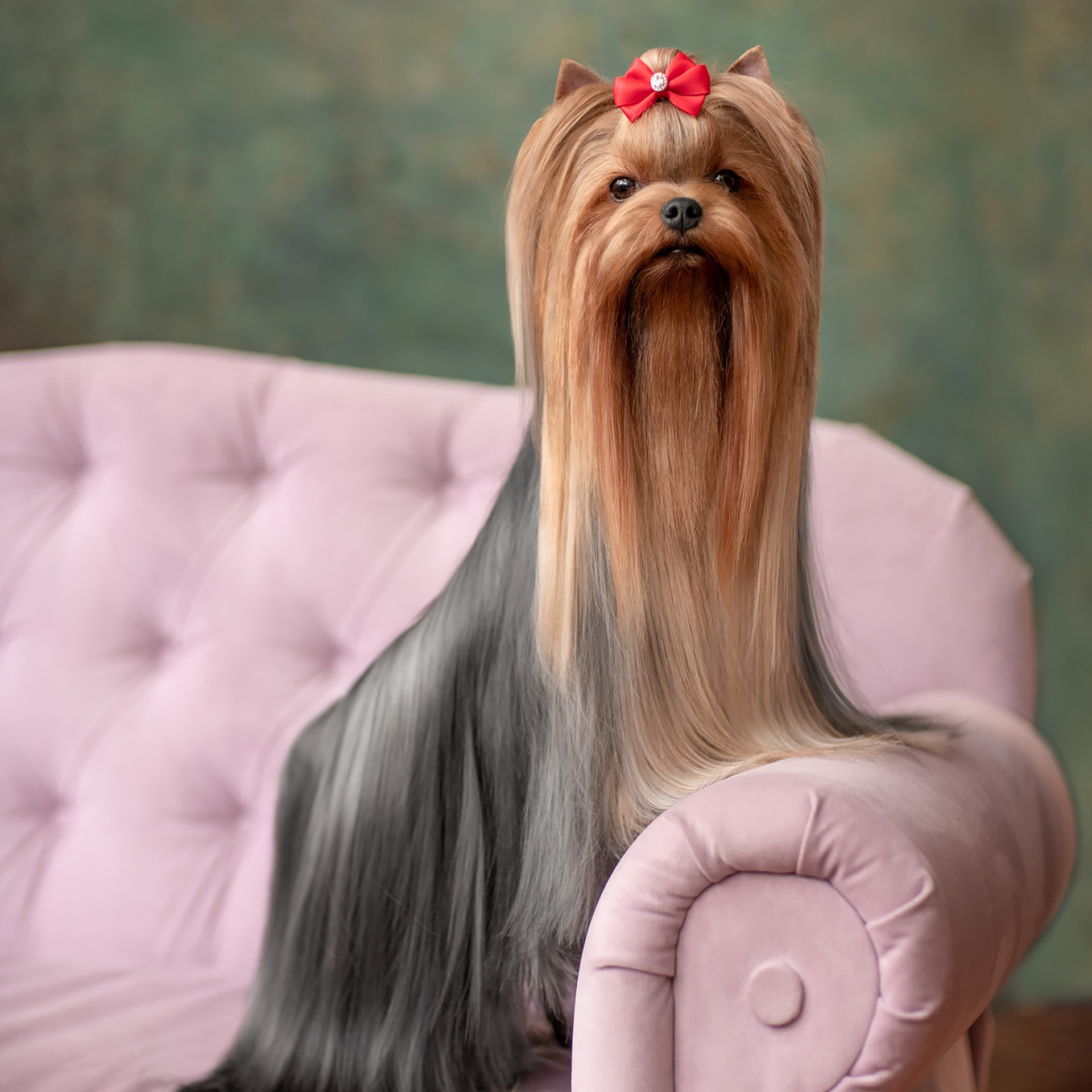 Студийная съемка собаки. Семьи, дети, сады, школы. Фотограф Первенцева Елена. Москва