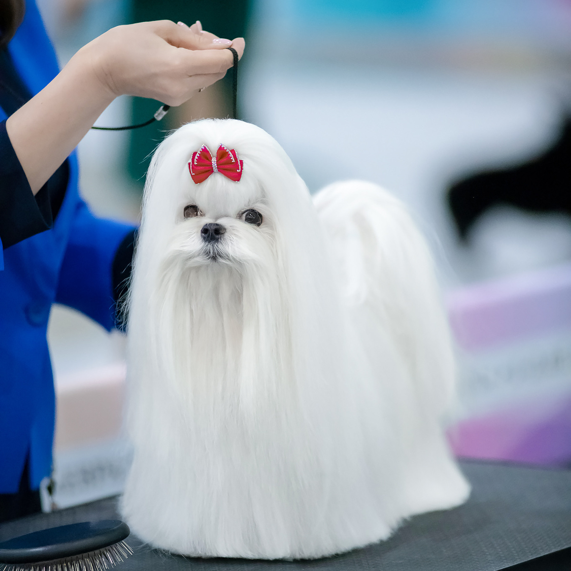 Репортажная съемка на выставке собак. Семьи, дети, сады, школы. Фотограф Первенцева Елена. Москва