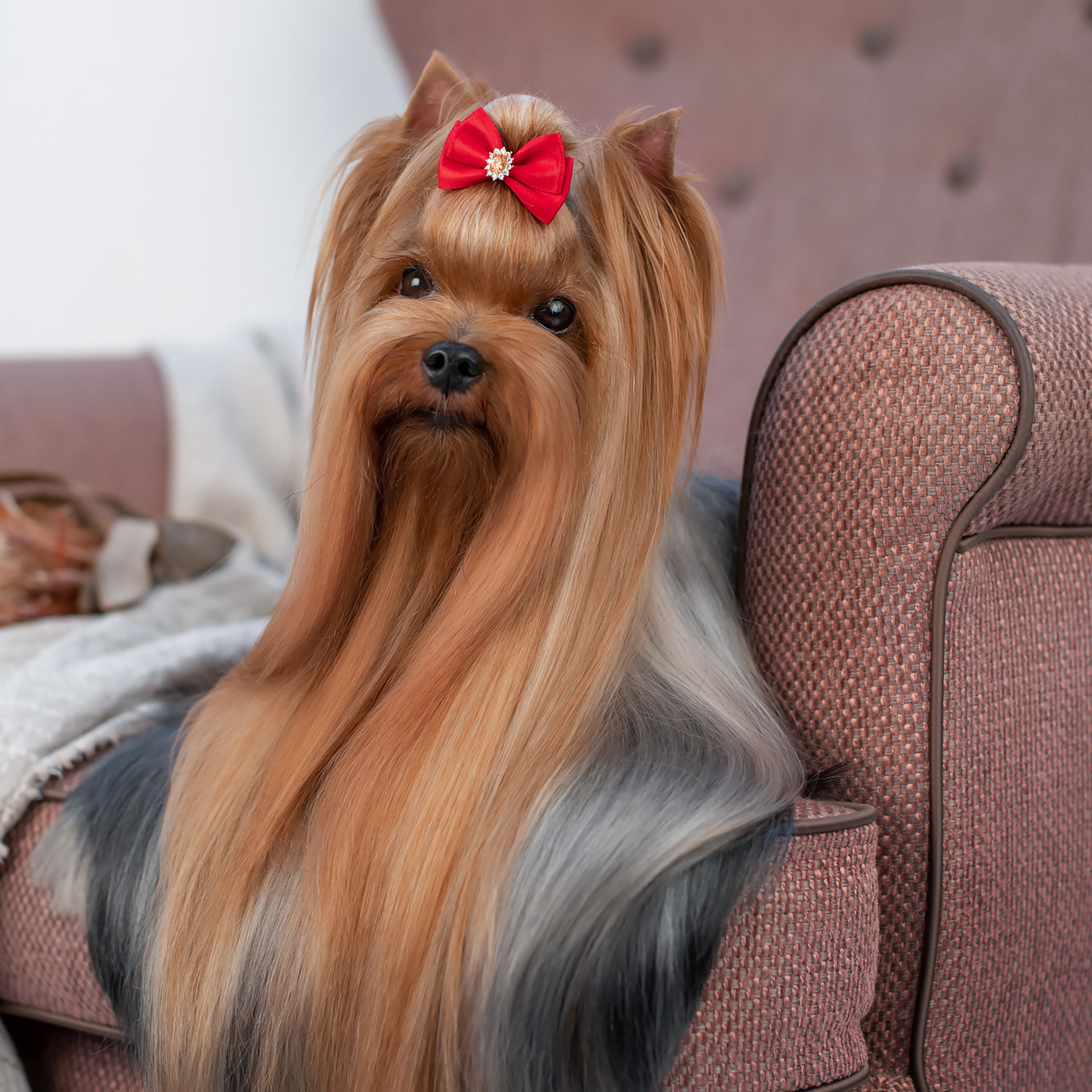 Студийная съемка собаки. Семьи, дети, сады, школы. Фотограф Первенцева Елена. Москва