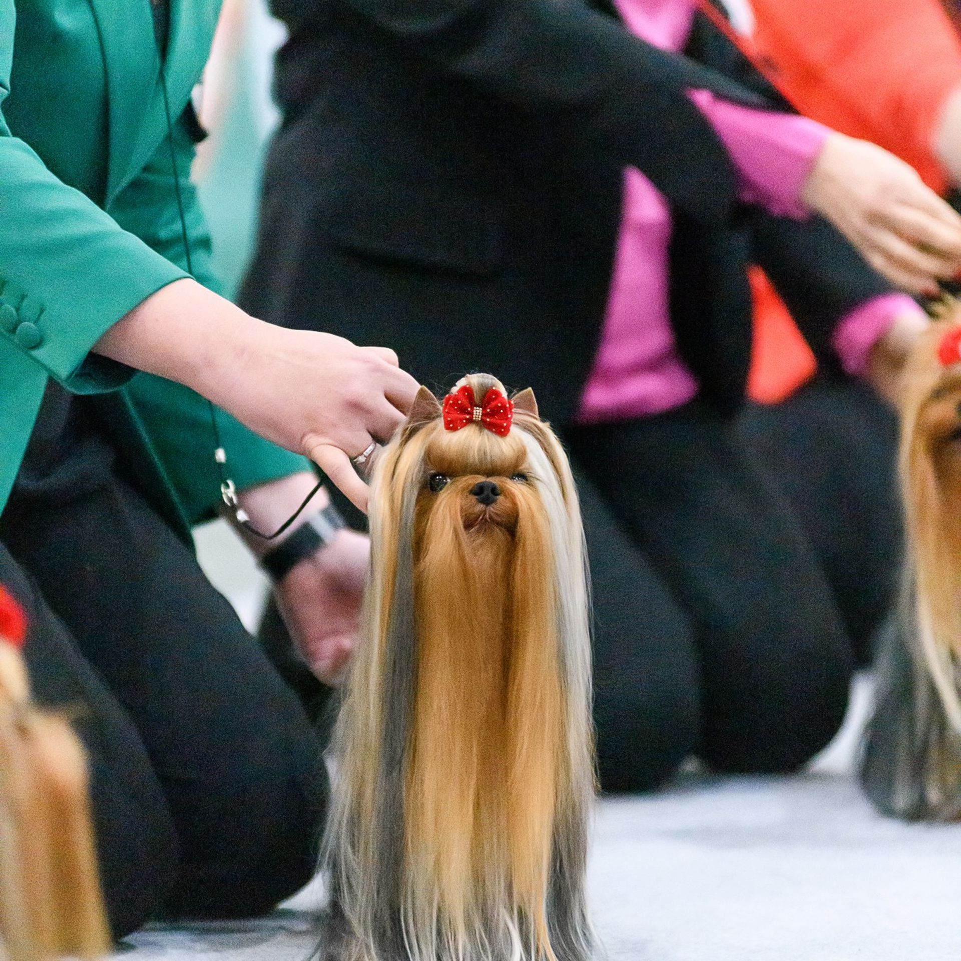 Отзывы о фотографе. Семьи, дети, сады, школы. Фотограф Первенцева Елена. Москва