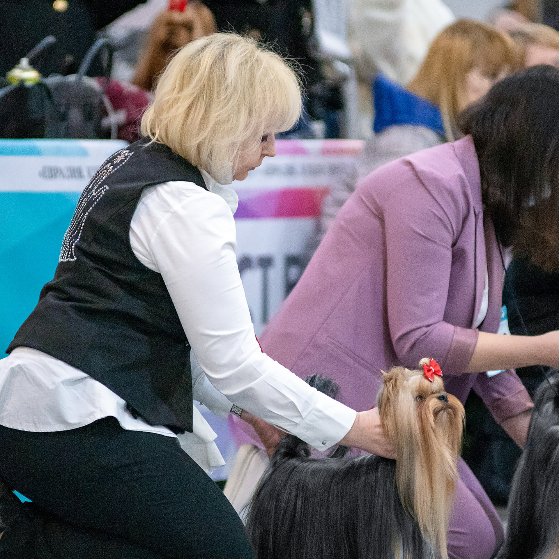 Репортажная съемка на выставке собак. Семьи, дети, сады, школы. Фотограф Первенцева Елена. Москва