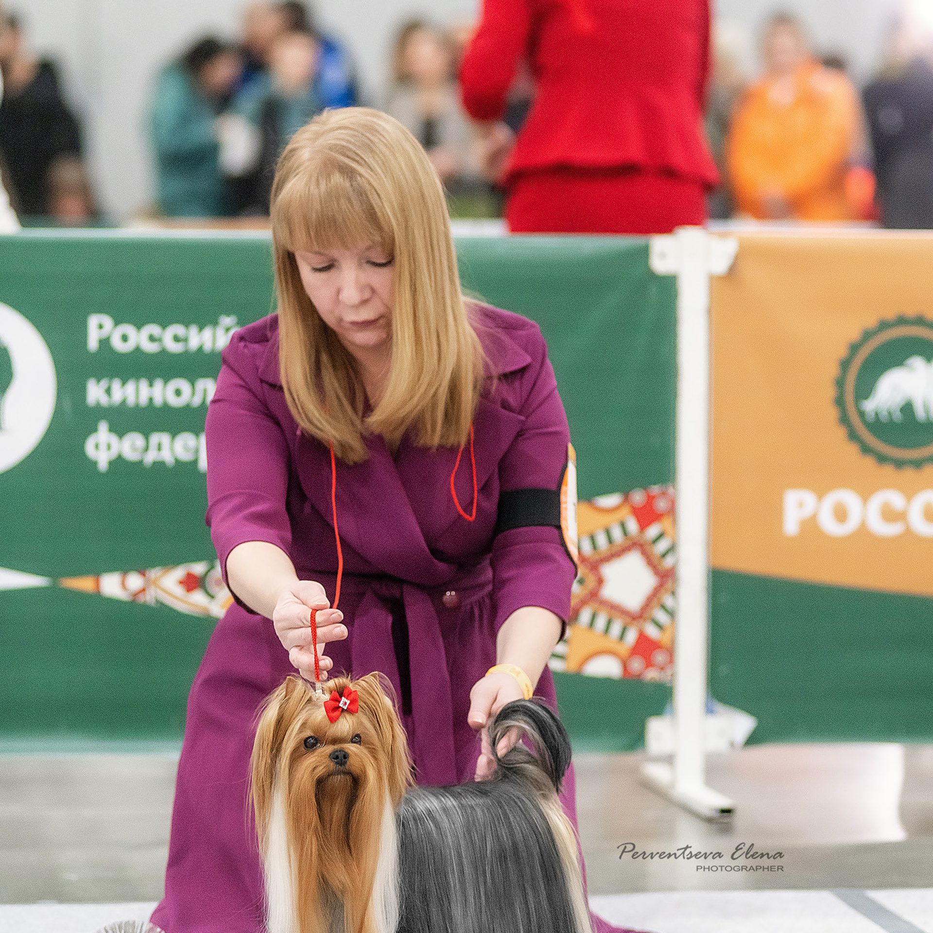 Репортажная съемка на выставке собак. Семьи, дети, сады, школы. Фотограф Первенцева Елена. Москва