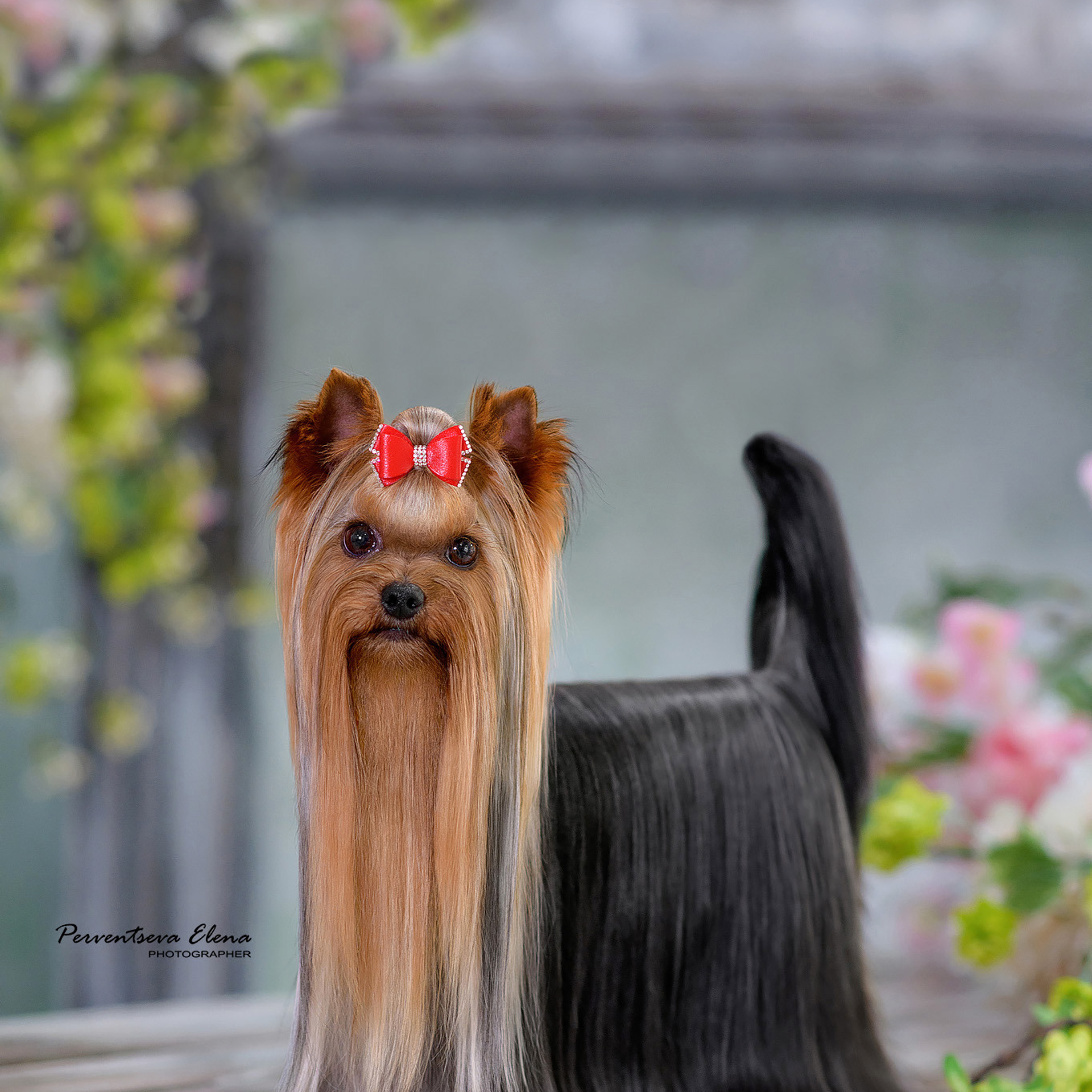 Отзывы о фотографе. Семьи, дети, сады, школы. Фотограф Первенцева Елена. Москва