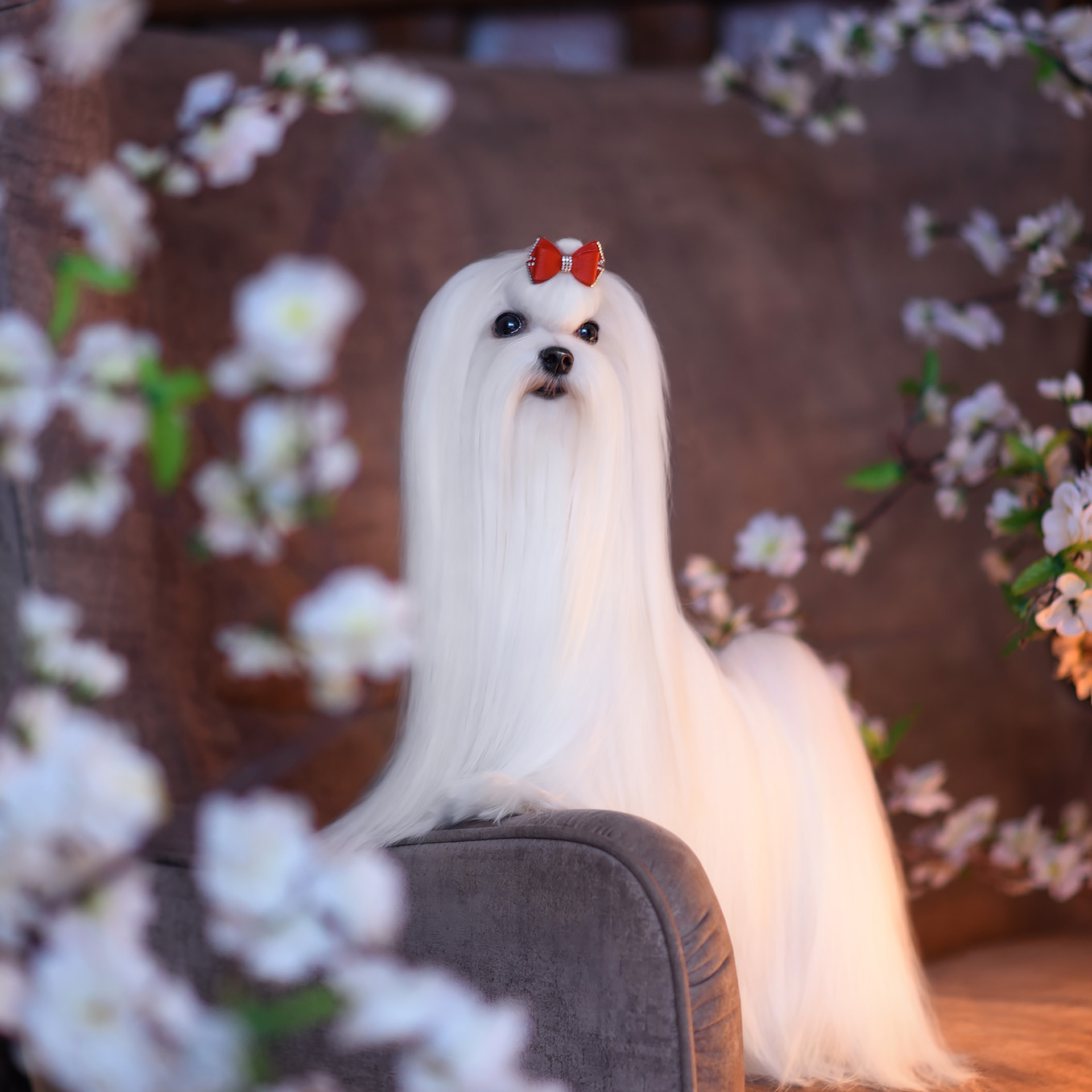 Студийная съемка собаки. Семьи, дети, сады, школы. Фотограф Первенцева Елена. Москва