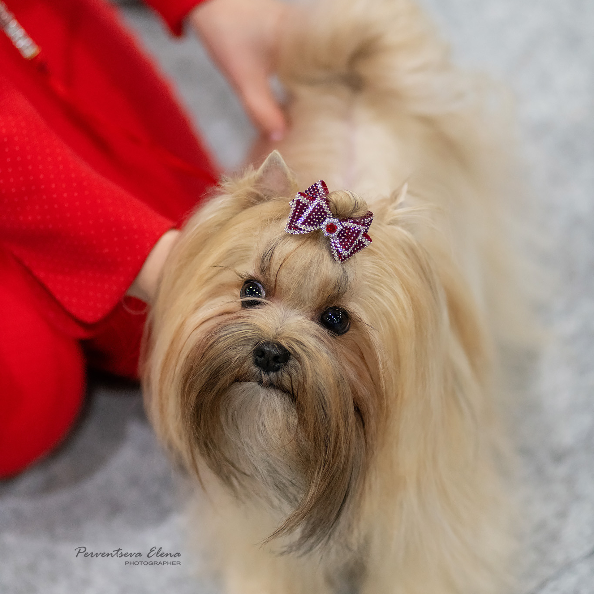 Репортажная съемка на выставке собак. Семьи, дети, сады, школы. Фотограф Первенцева Елена. Москва