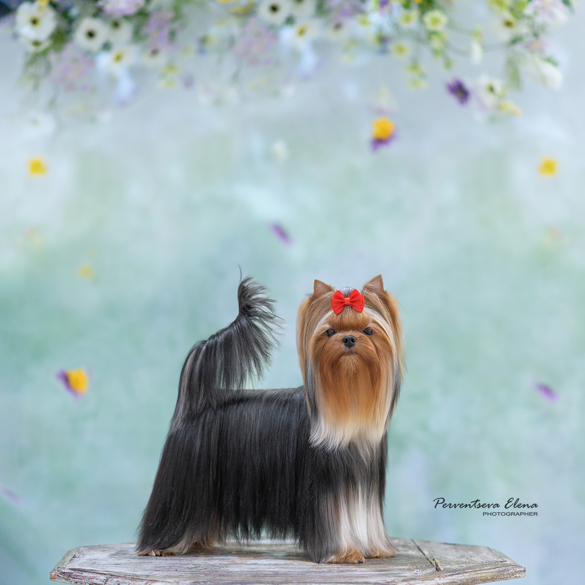 Отзывы о фотографе. Семьи, дети, сады, школы. Фотограф Первенцева Елена. Москва