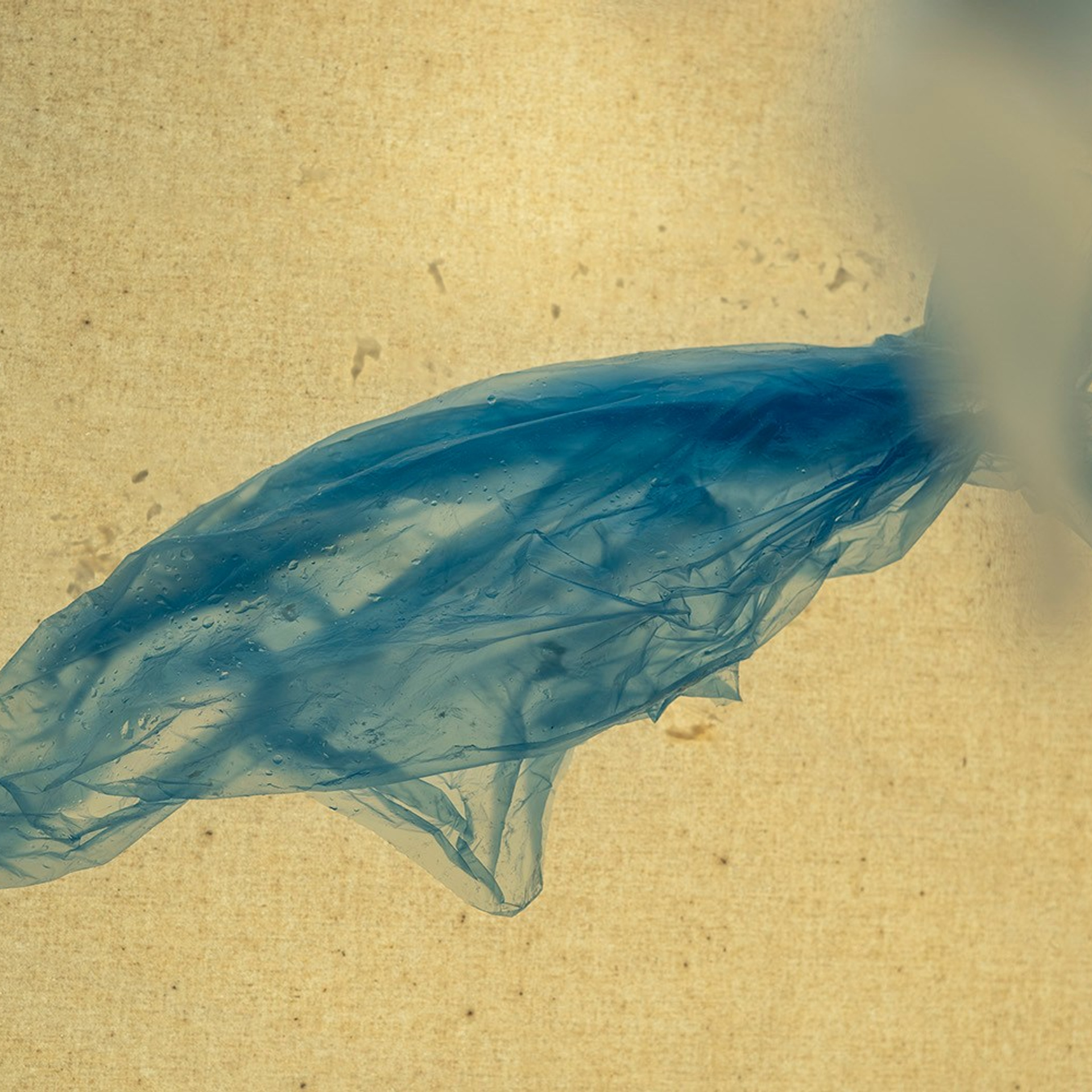 POLYETHYLENE SOULS. Ekaterina Bovkunova Photographer and Creator