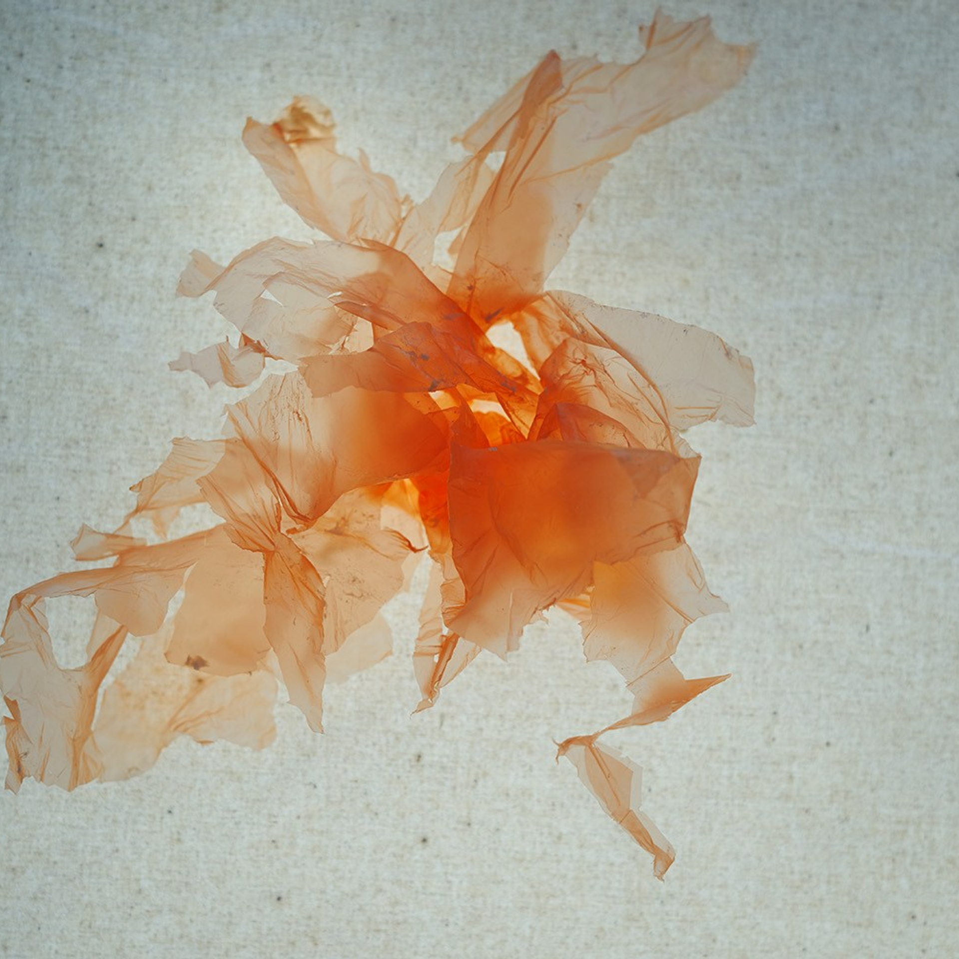 POLYETHYLENE SOULS. Ekaterina Bovkunova Photographer and Creator