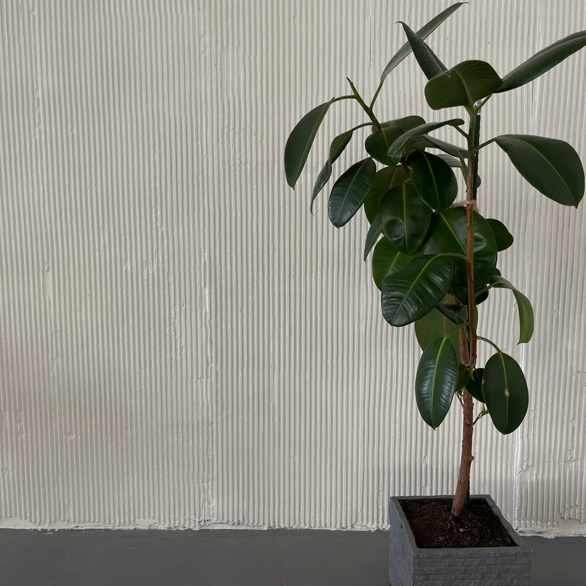 АРТ ПЛЕЙС ЗАЛЫ. Профессиональный фотограф беременности в СПБ. Стильные фотосессии беременности в стиле минимализм и классическая фотография