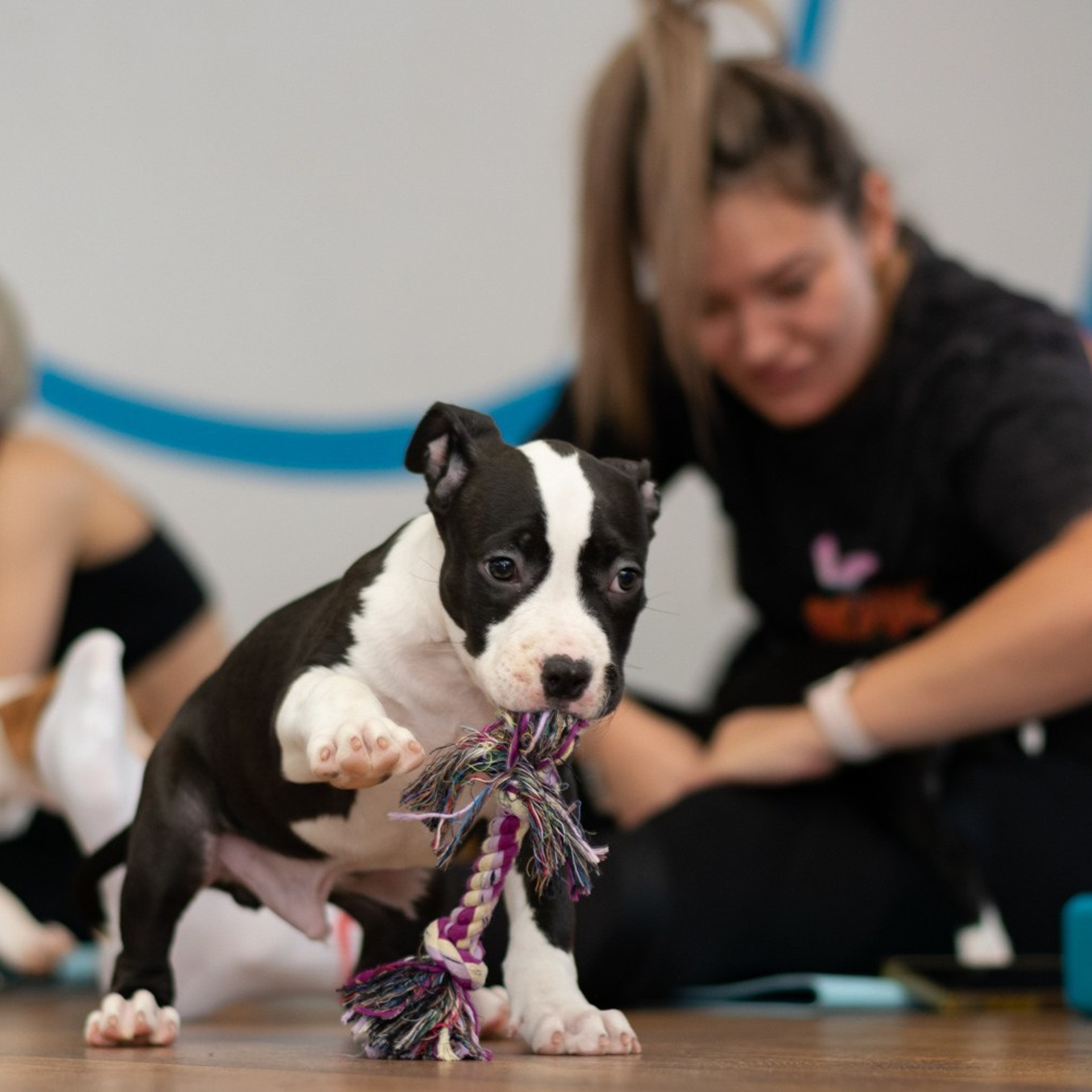Йога со щенками в студии Sky.stretching