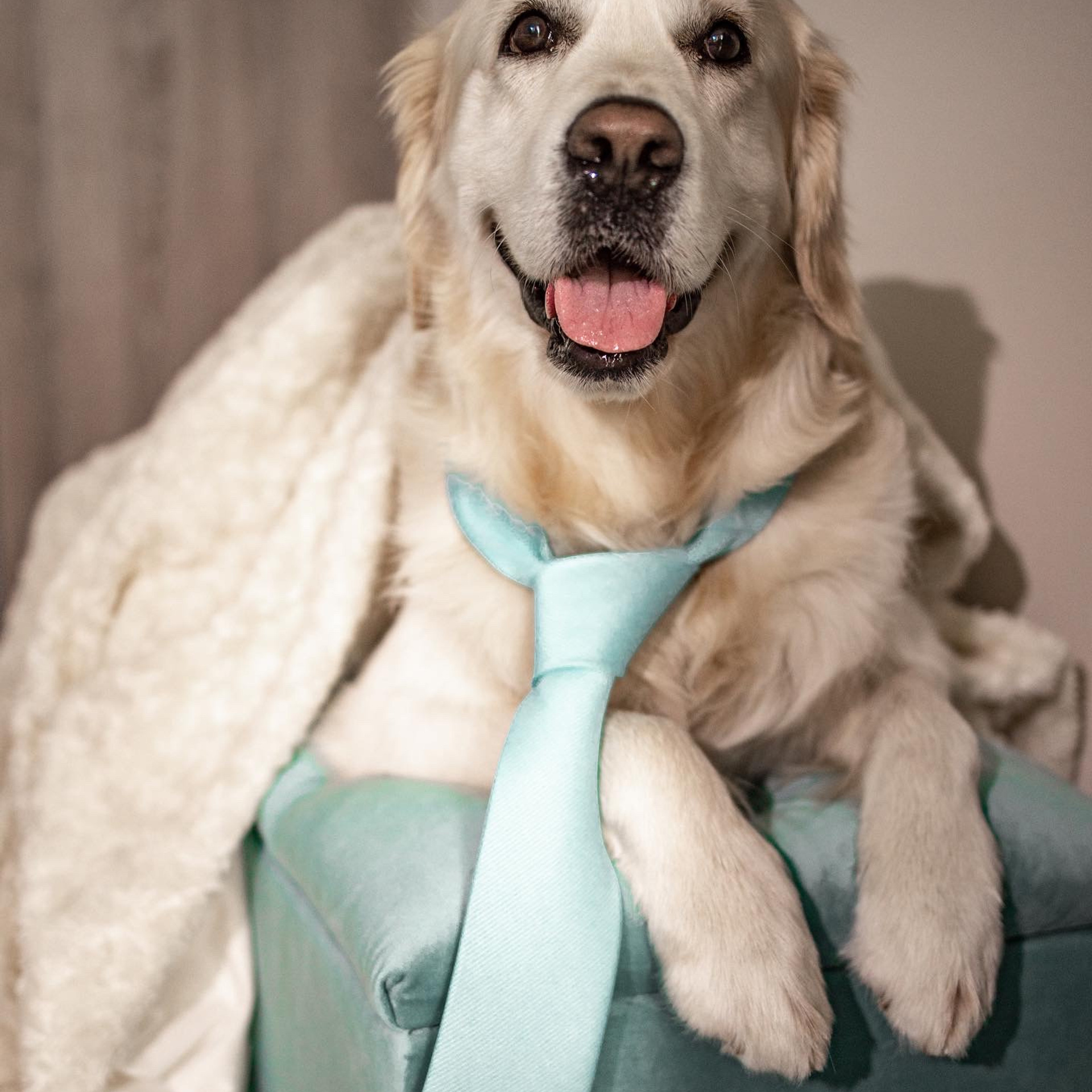 Наши любимые питомцы