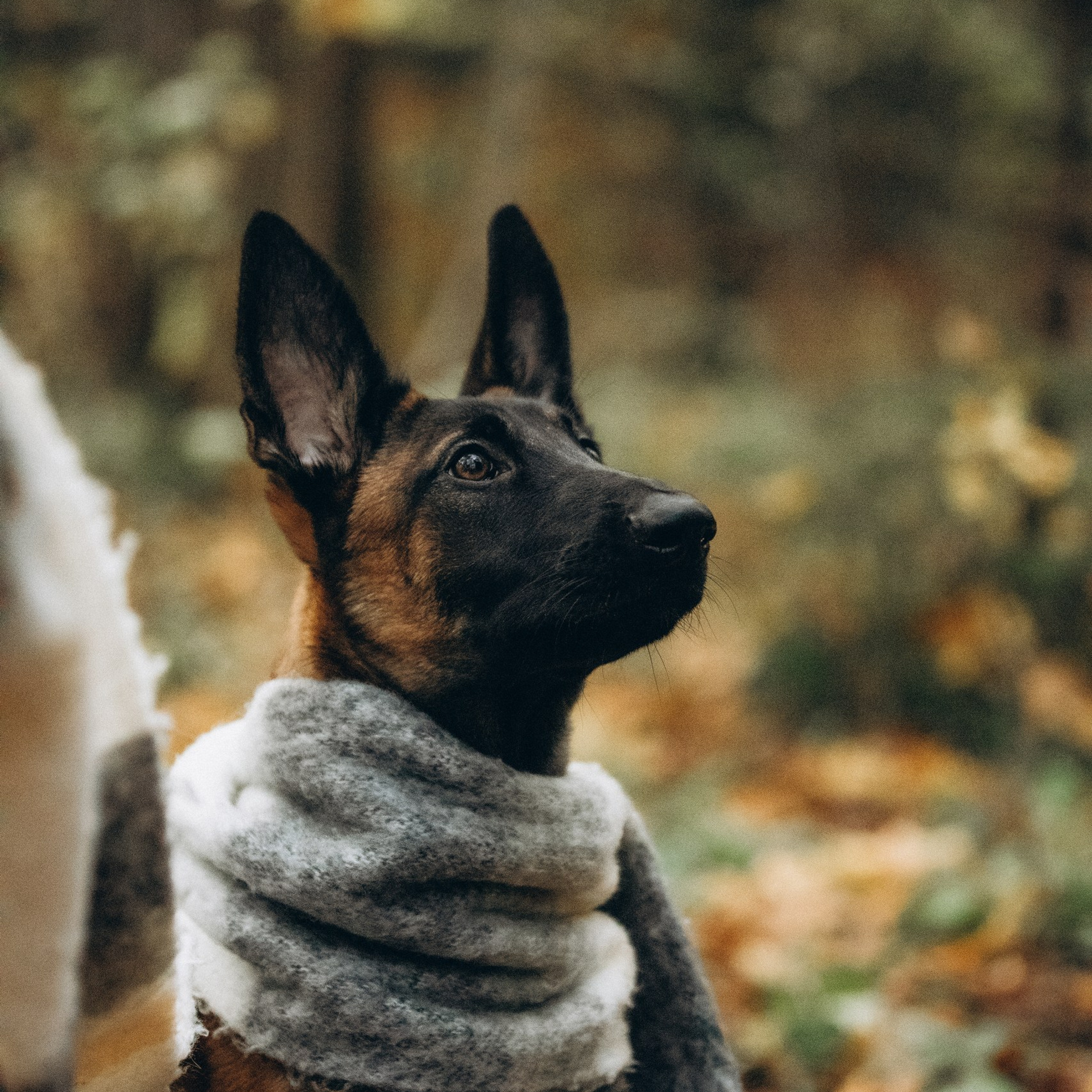 Отзывы. Фотограф-анималист Смирнова Клеопатра|Москва