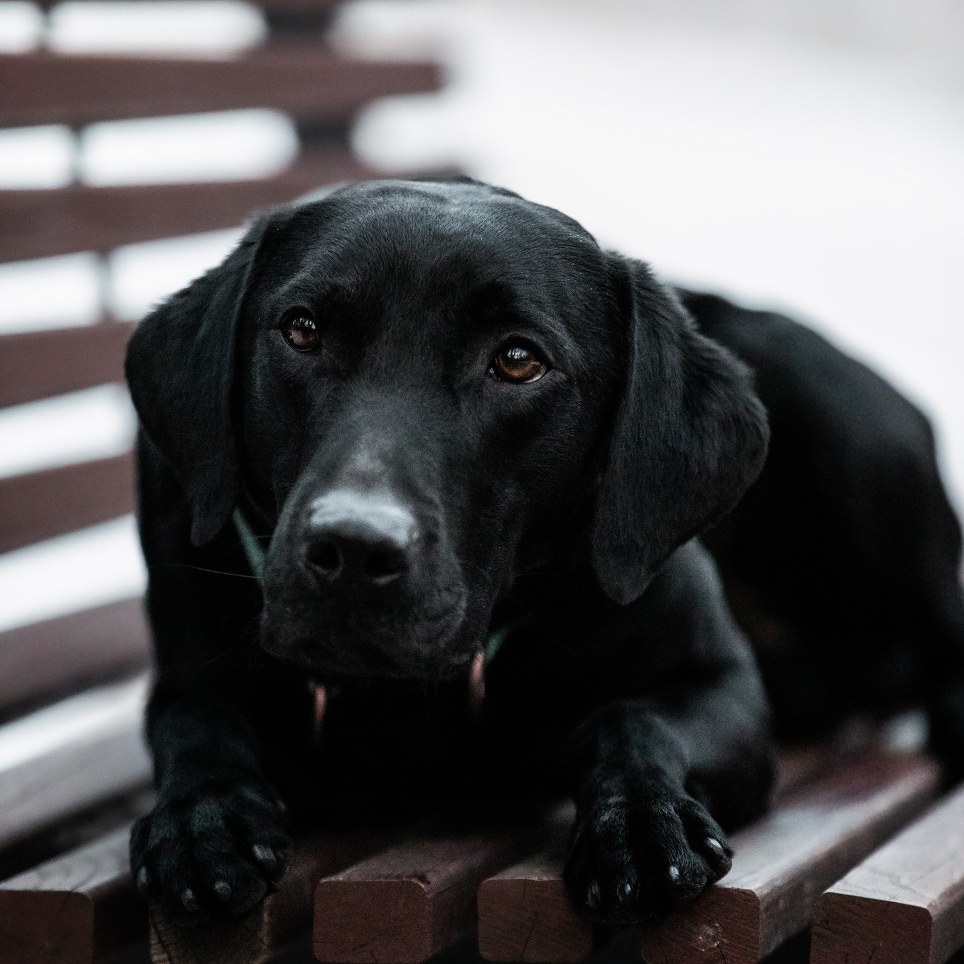 Чойс, Биён и их Катя