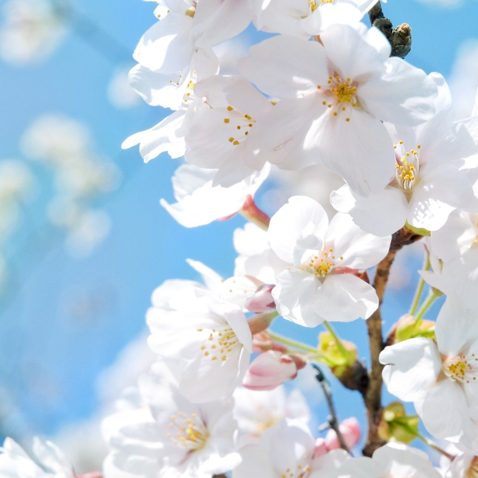 Отзывы. Создание стильных выпускных альбомов