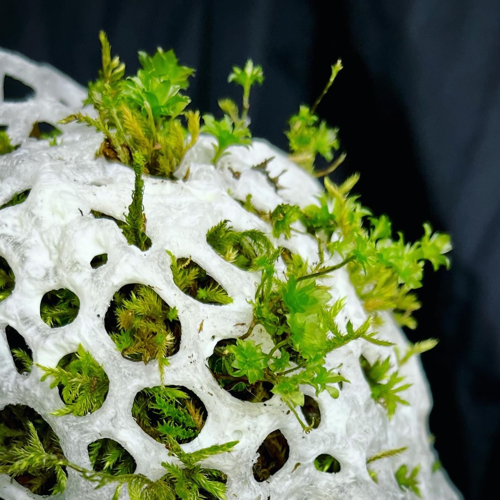 Апперцепция #97. Саша Малышева ● Художник