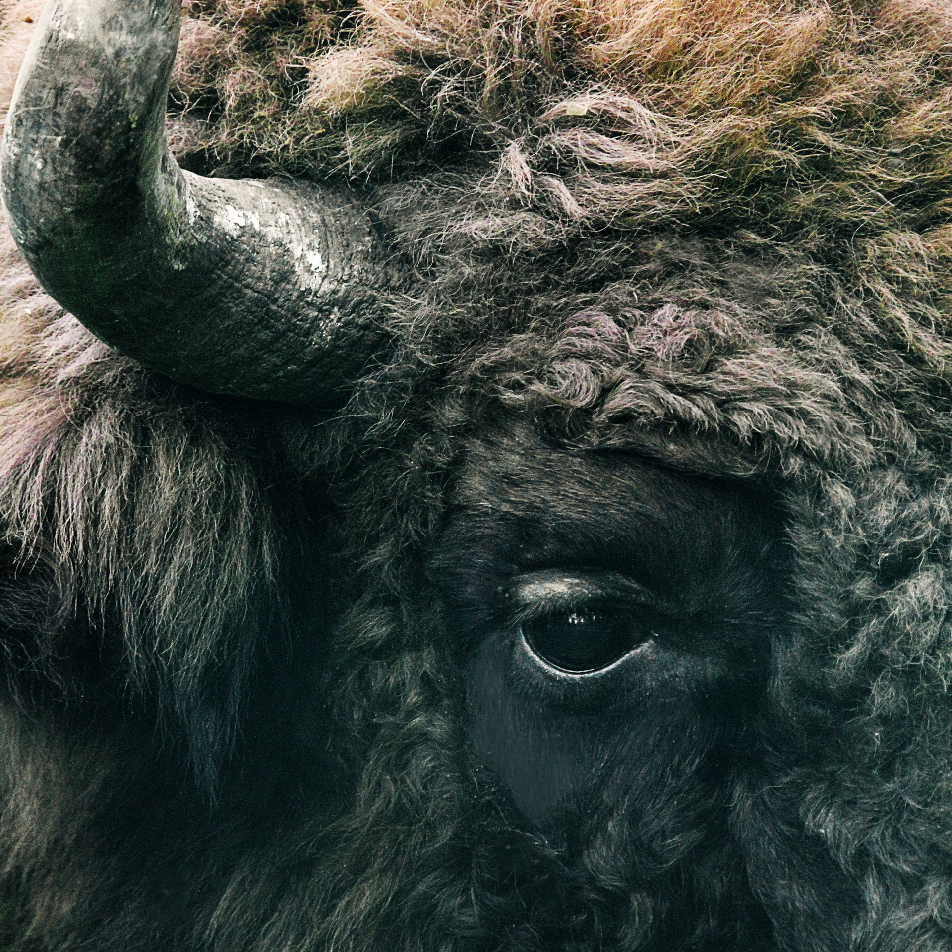 Другие животные