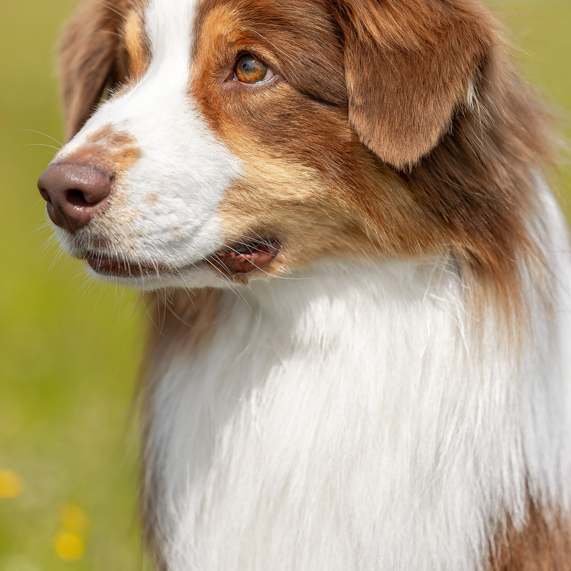 12 июня 2025, Выставка РКФ, Пермский край