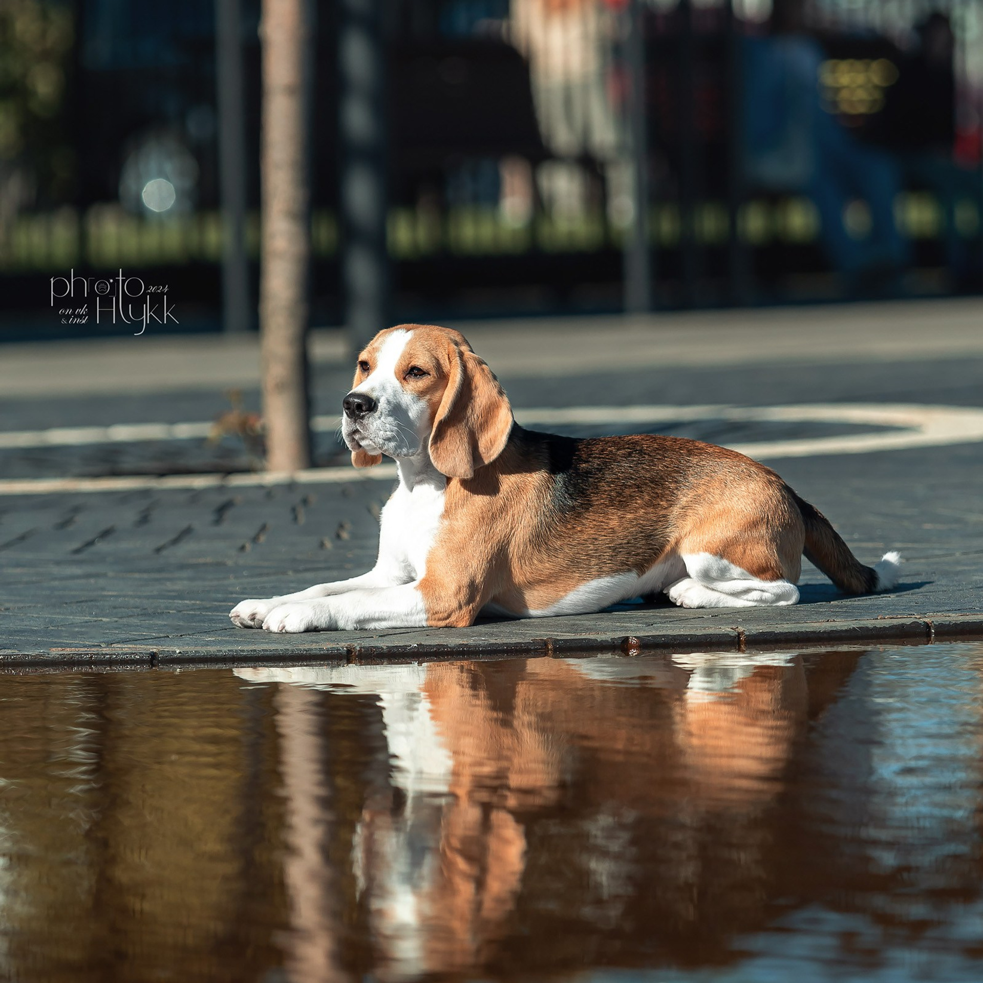21–22 сентября 2024, Выставка РКФ, г. Нижний-Новгород
