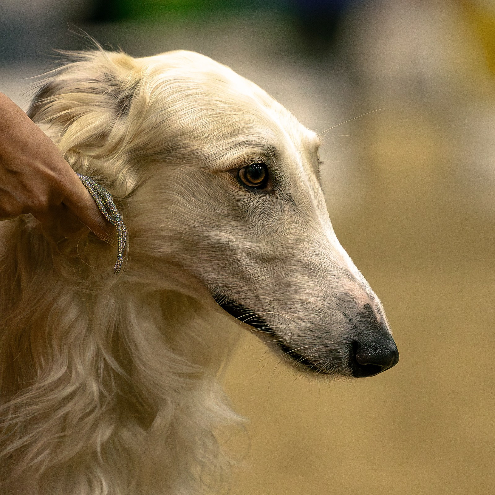 30 августа 2025, Выставка РКФ, г. Челябинск