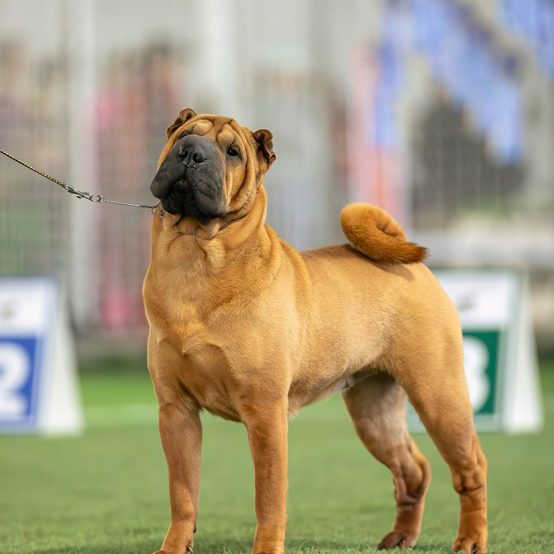 6 октября 2024, Выставка РКФ, г. Пермь