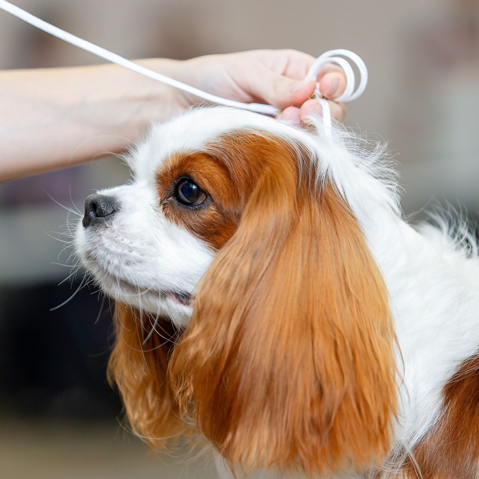 27 октября 2024, Выставка РКФ, г. Пермь