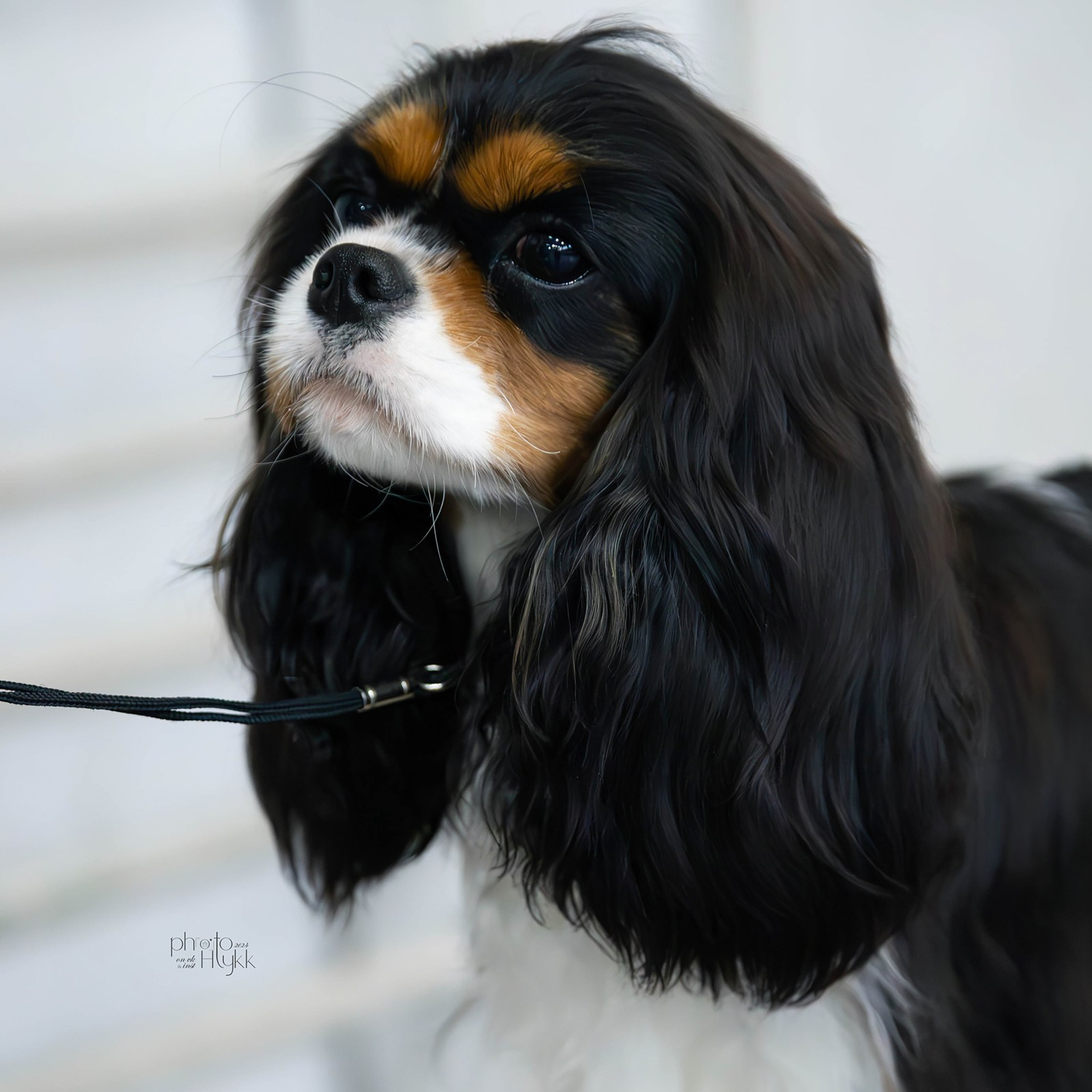 7 апреля 2024, Выставка РКФ, г. Пермь