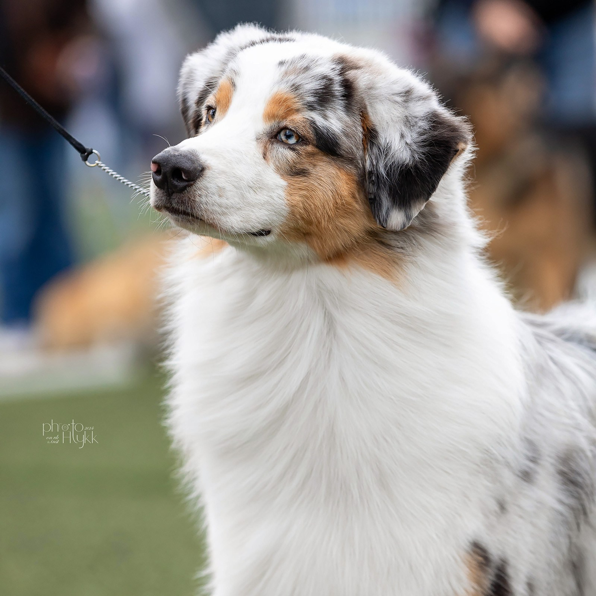 26 мая 2024, Выставка РКФ, г. Пермь