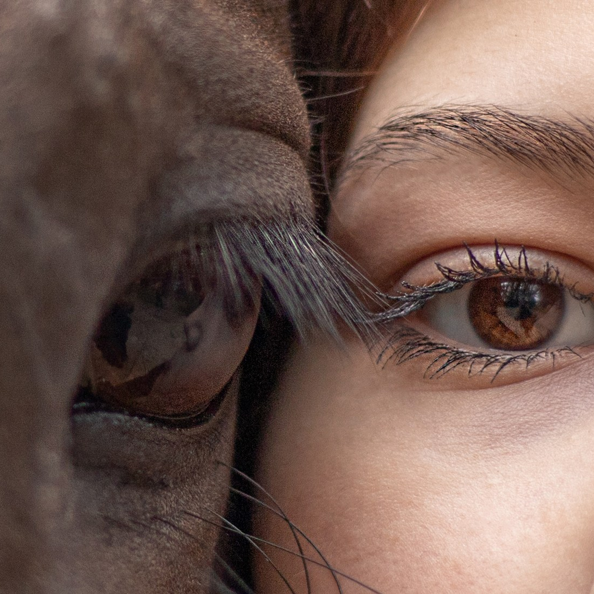 Фотосессии с лошадьми в Москве и МО