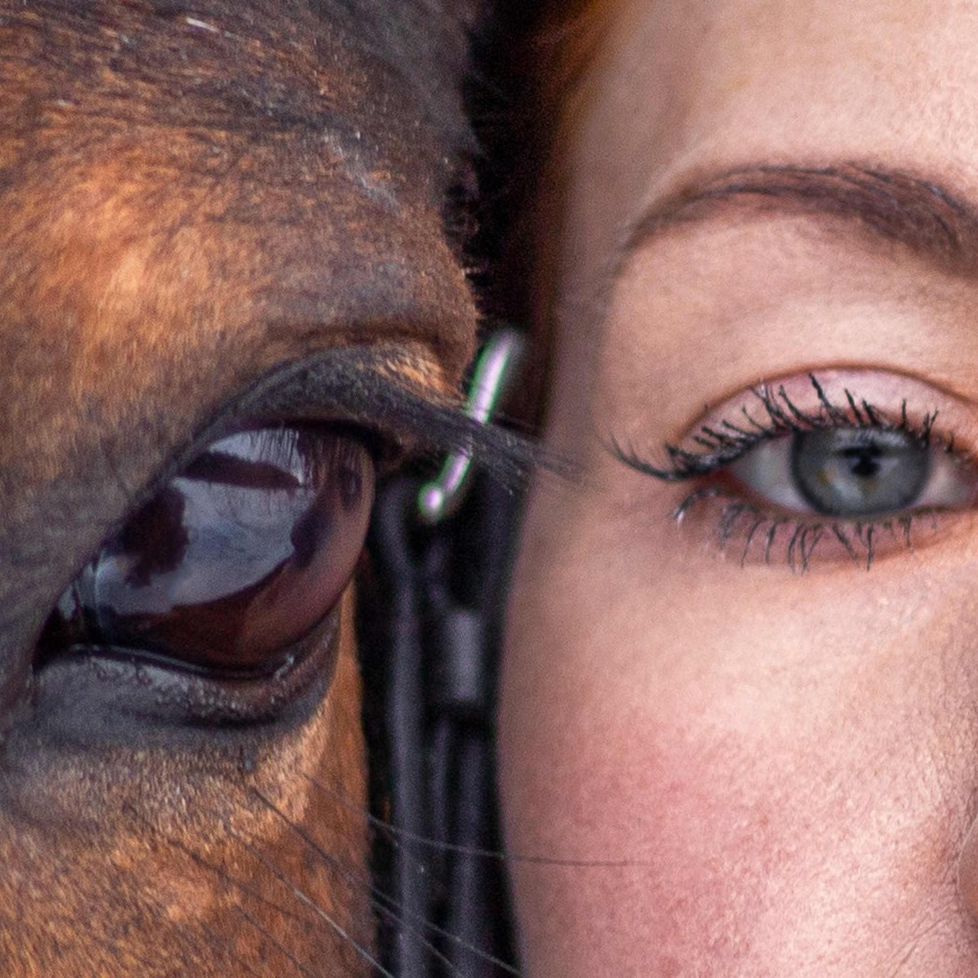 Фотосессии с лошадьми в Москве и МО