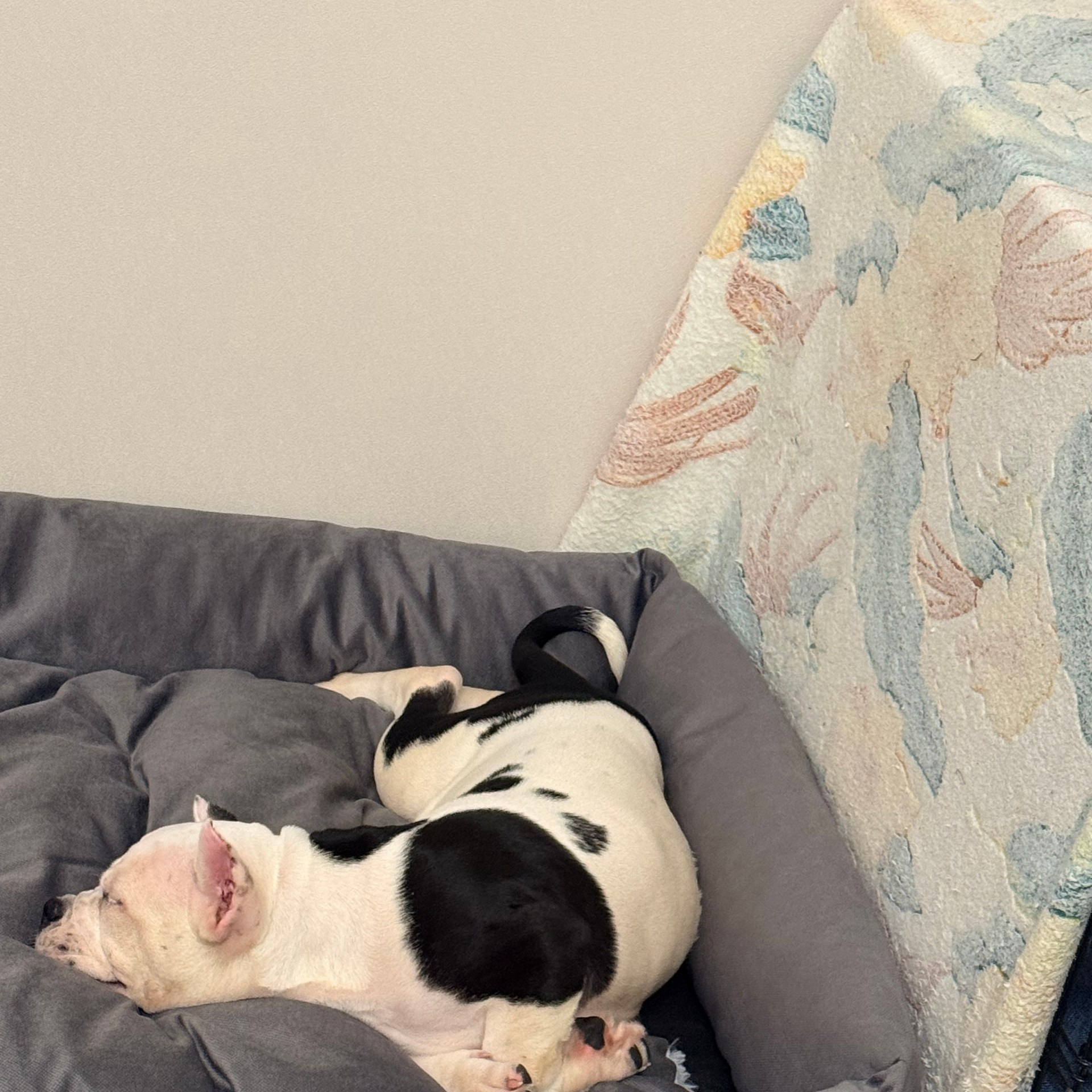 Отзывы о нас. Американский Булли в г. Ростов-на-Дону. Питомник THE POWER OF SIBERIA