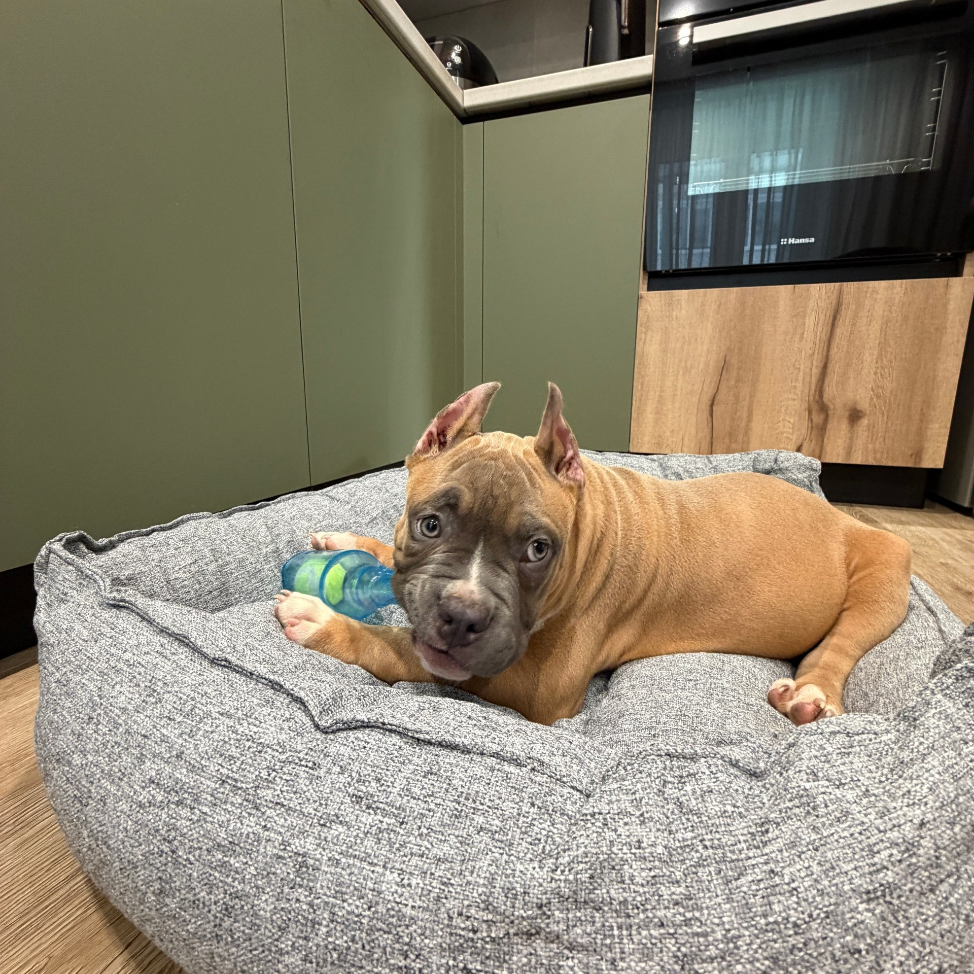 Отзывы о нас. Американский Булли в г. Ростов-на-Дону. Питомник THE POWER OF SIBERIA