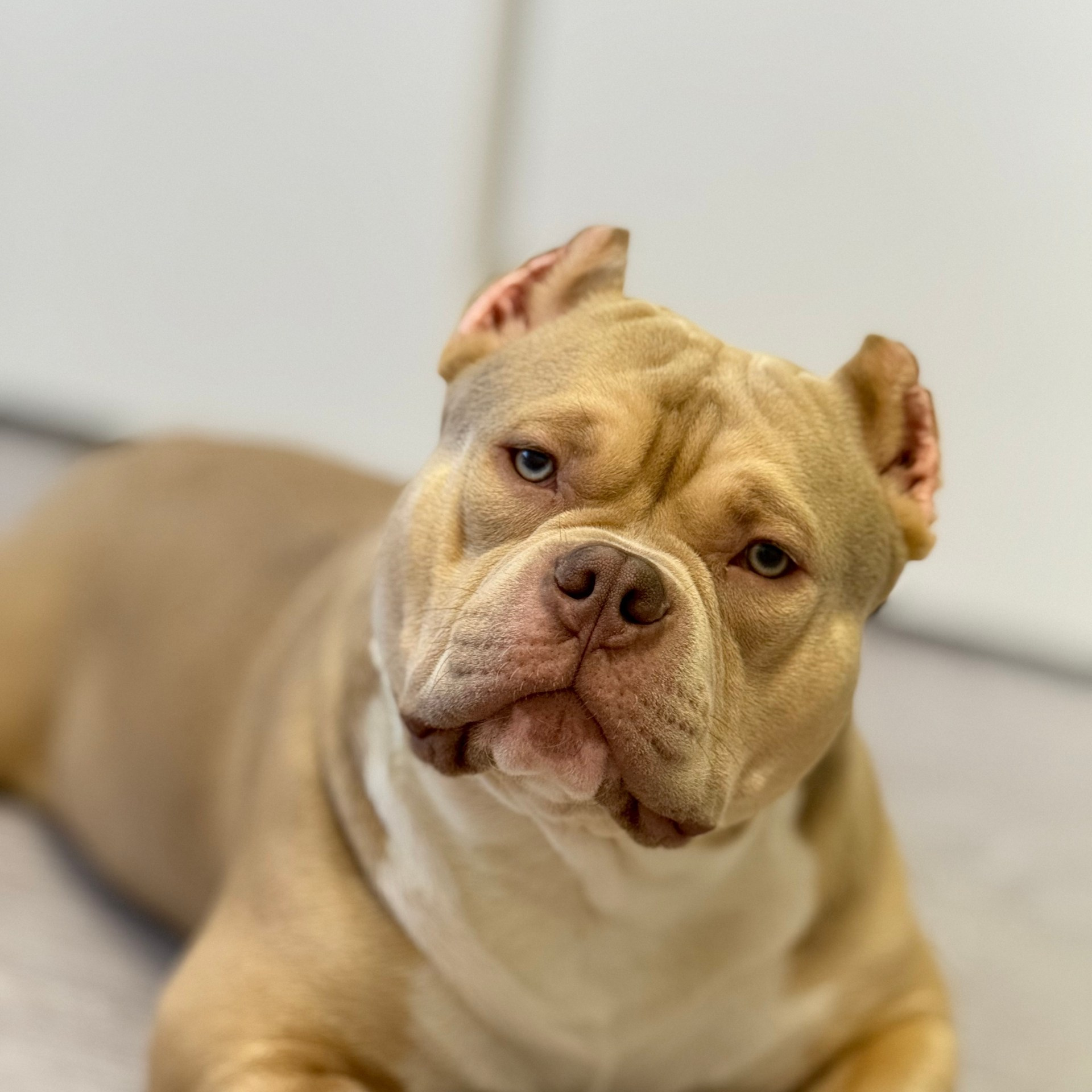 Отзывы о нас. Американский Булли в г. Ростов-на-Дону. Питомник THE POWER OF SIBERIA