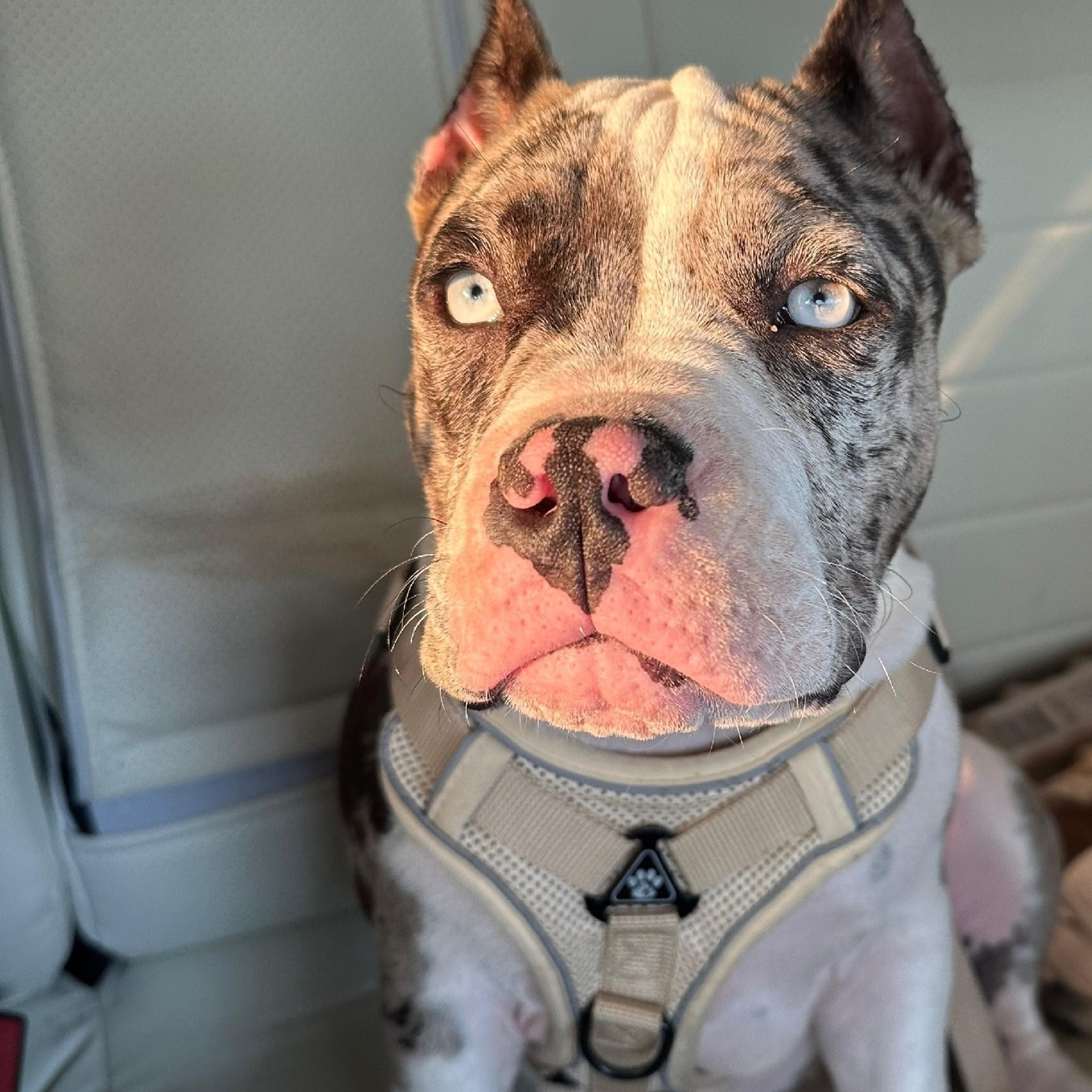 Отзывы о нас. Американский Булли в г. Ростов-на-Дону. Питомник THE POWER OF SIBERIA