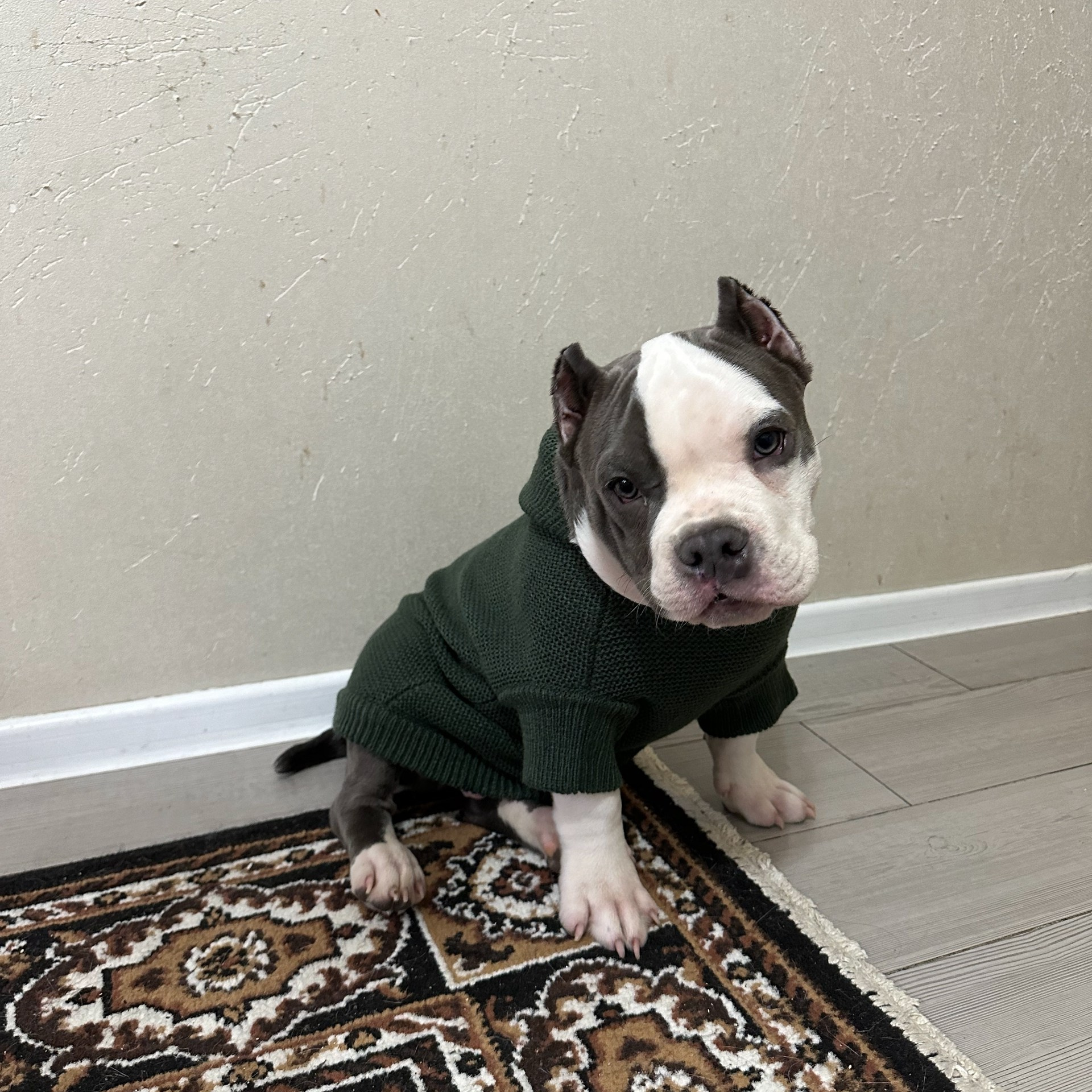 Отзывы о нас. Американский Булли в г. Ростов-на-Дону. Питомник THE POWER OF SIBERIA