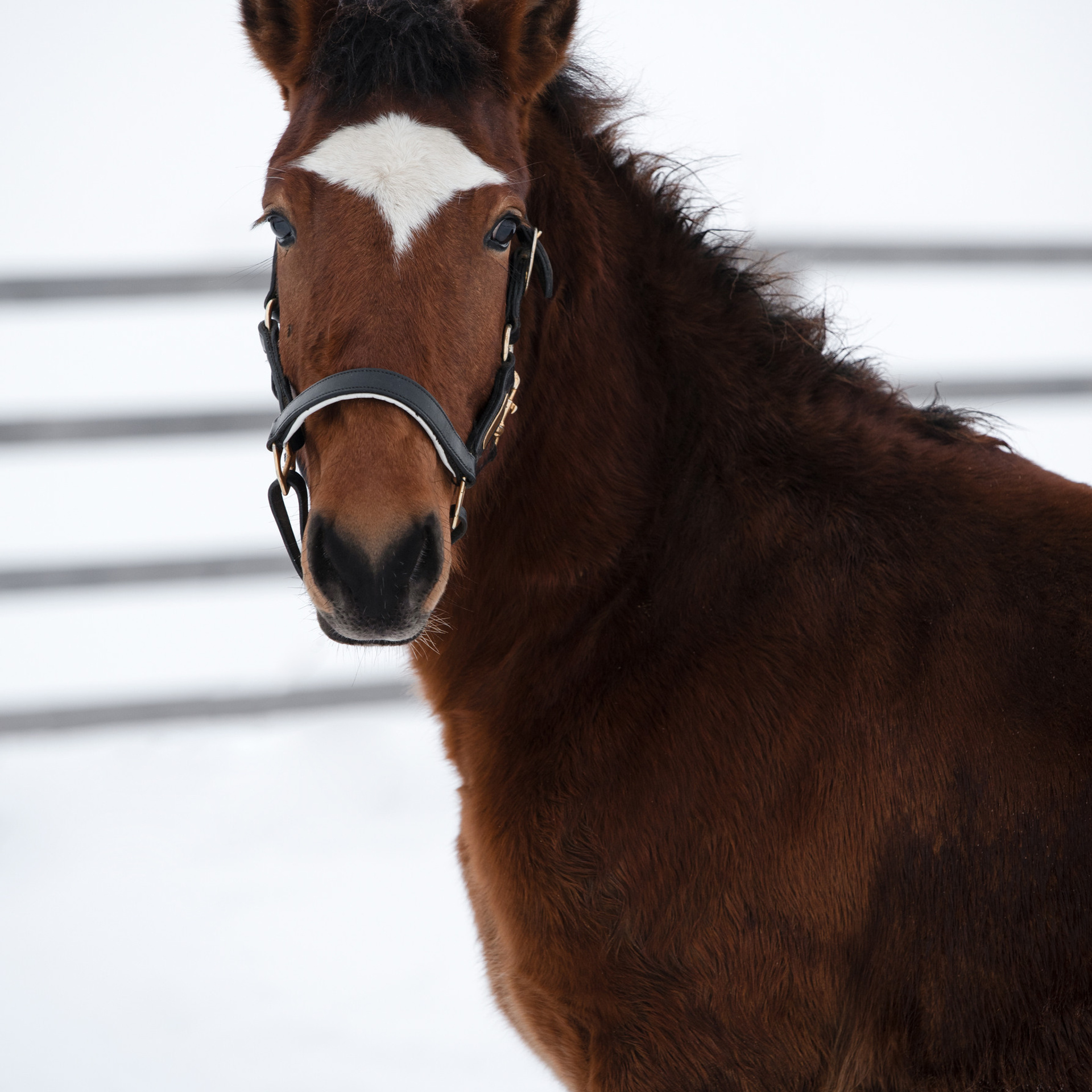 Ваши отзывы. Фотограф в Санкт-Петербурге Светлана Балабанова
