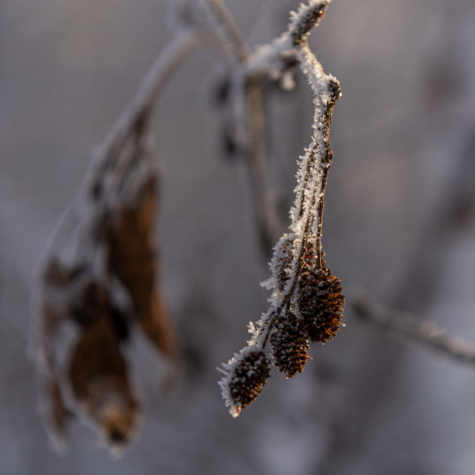 Природа. Семейный, детский и женский фотограф в Братске