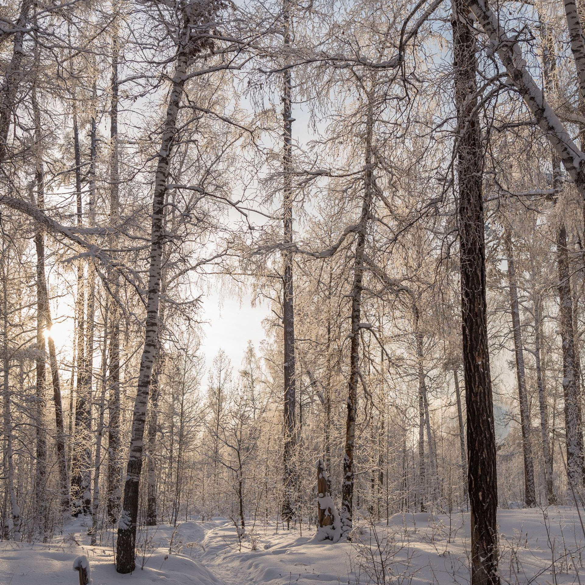 Природа. Семейный, детский и женский фотограф в Братске