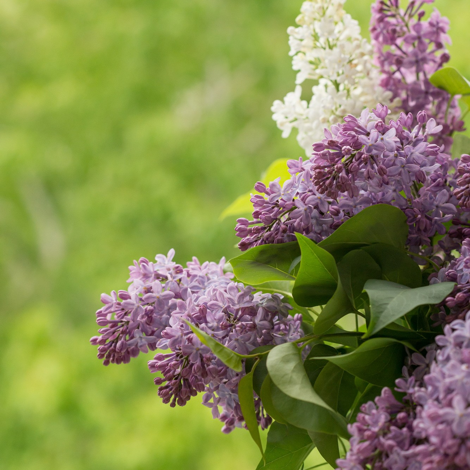 Природа. Семейный, детский и женский фотограф в Братске