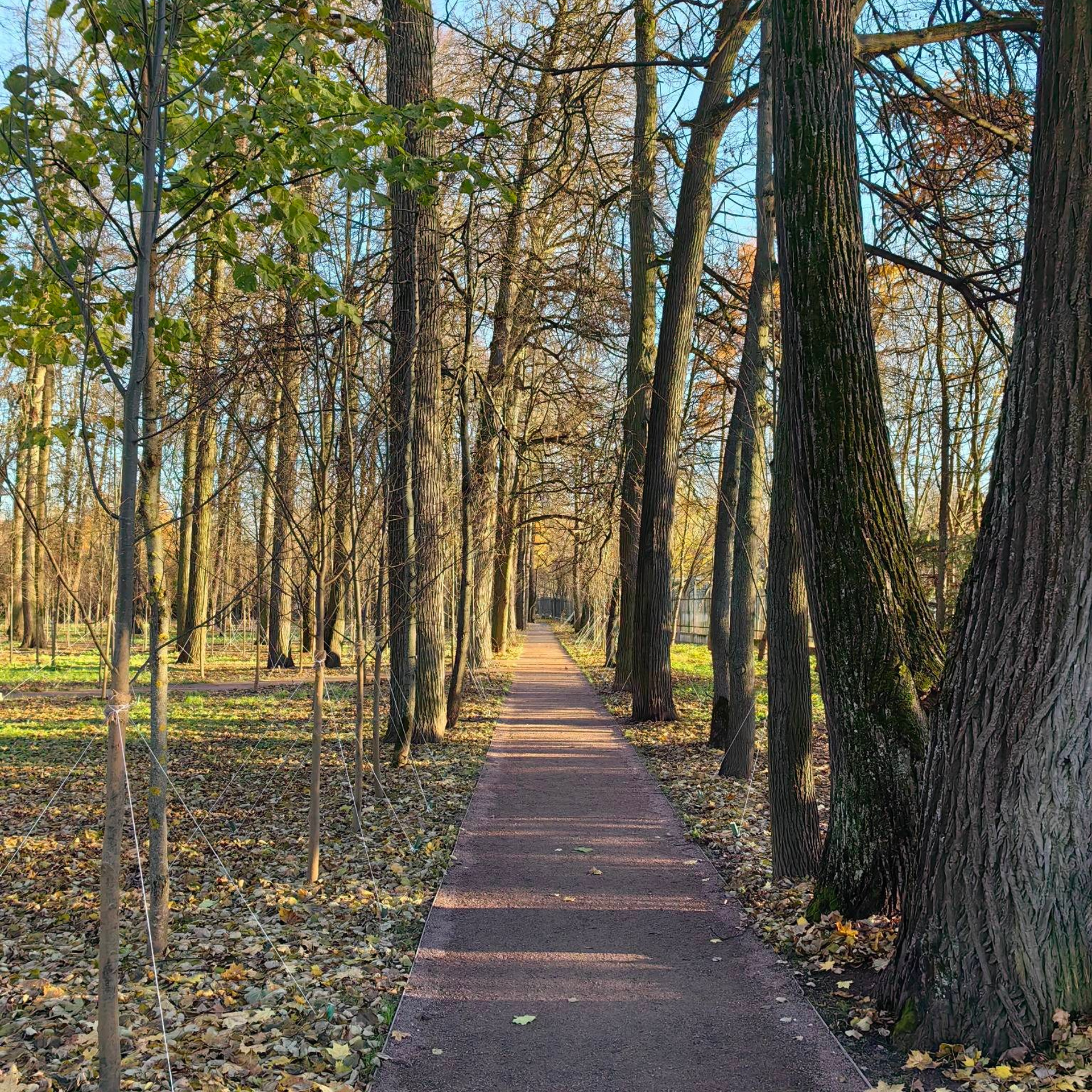 Дворцовый парк