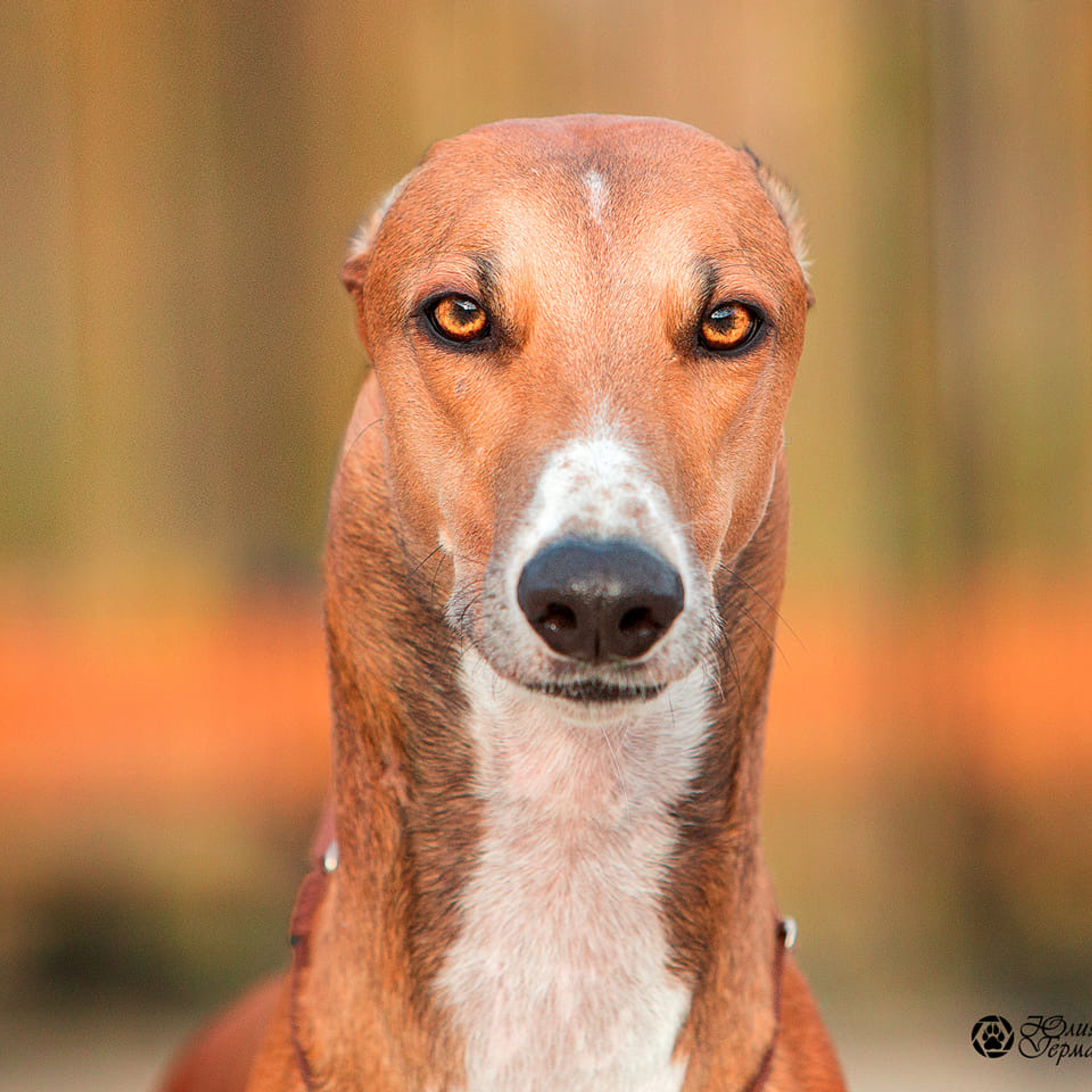 Отзывы. Фотограф-анималист Юлия Германика