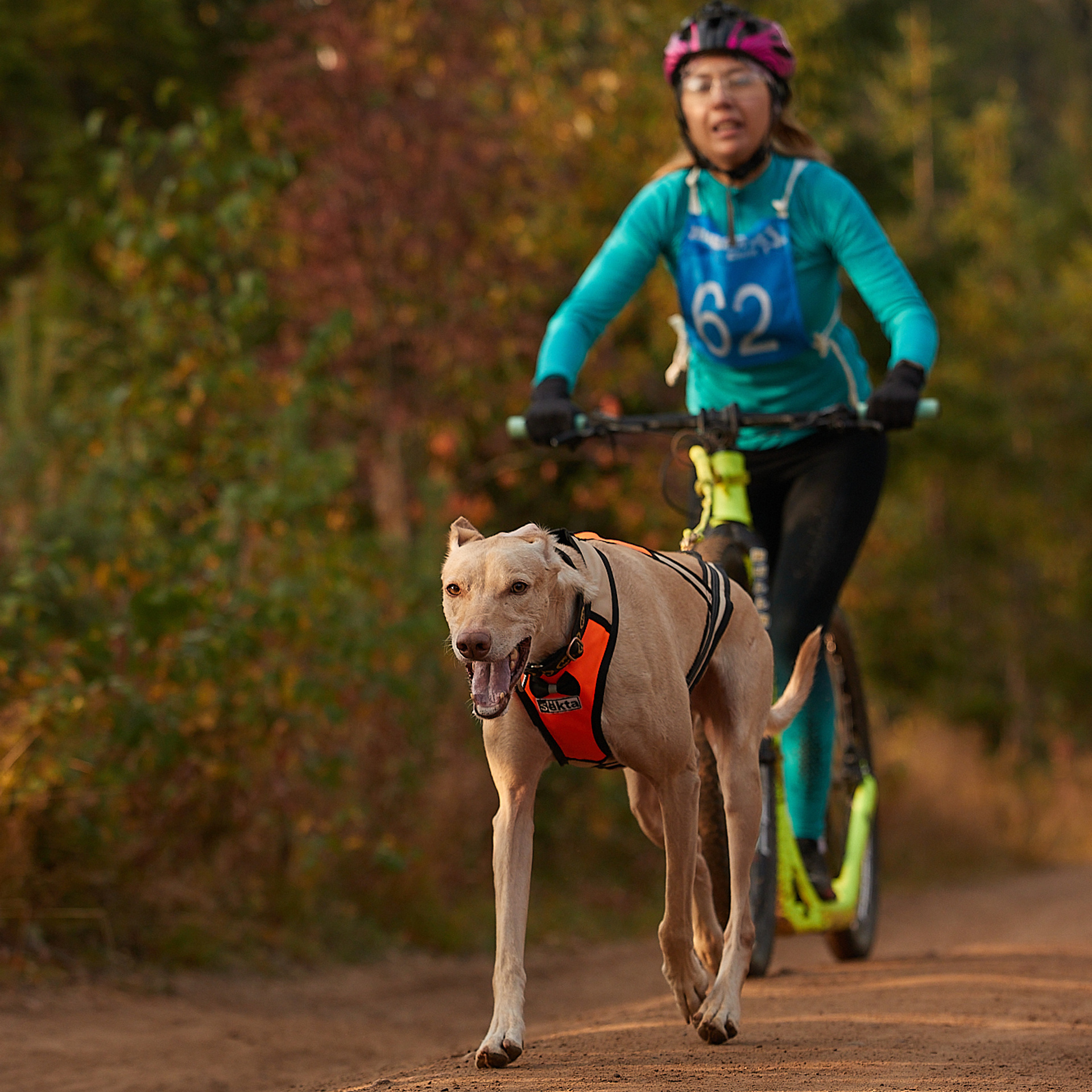 ЧЕМПИОНАТ РОССИИ РКФ 27 сентября 2020 г., 2й день. ФОТОГРАФ-АНИМАЛИСТ l LANA POLYAKOVA