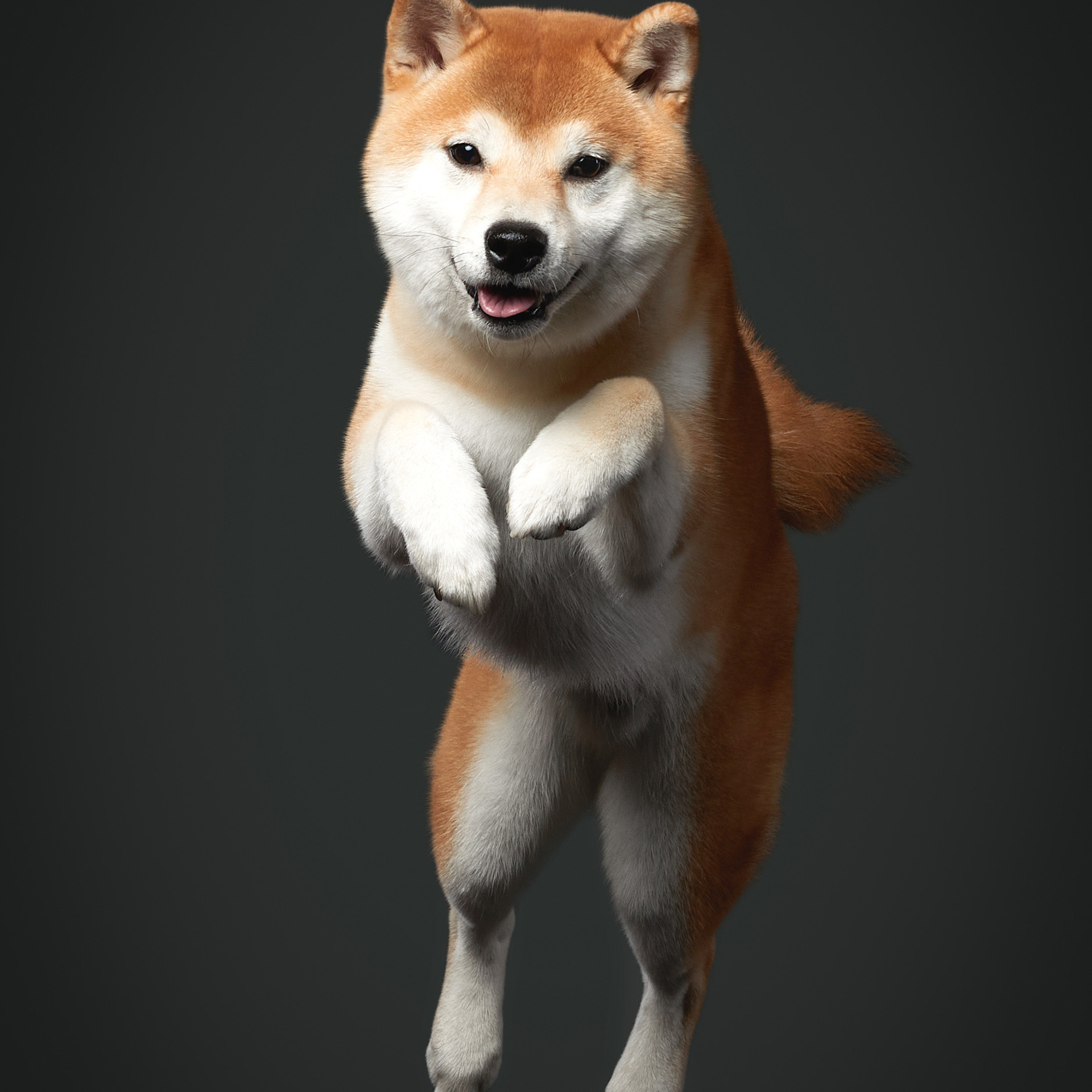 SHIOMARU WIZARD OF OZ