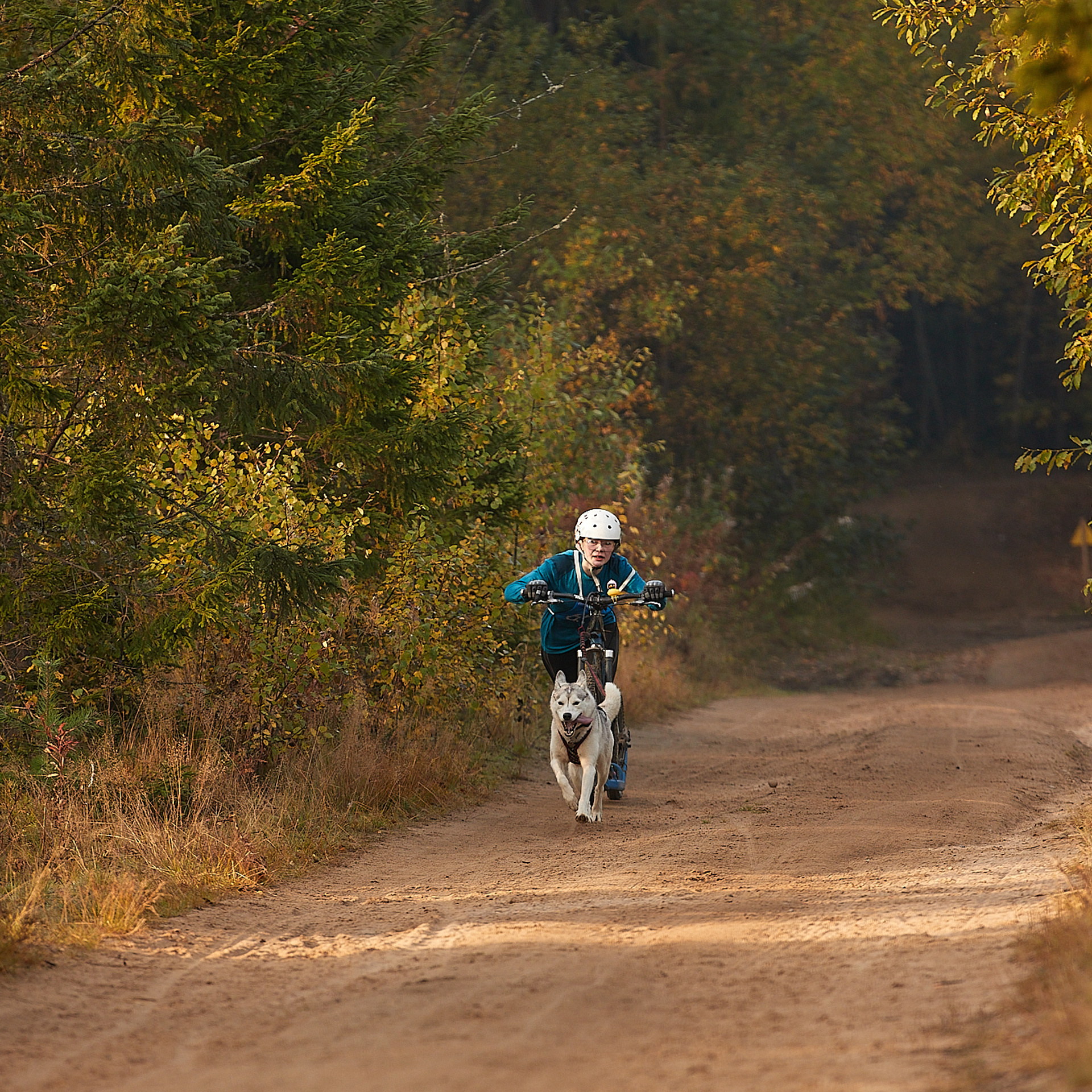 ЧЕМПИОНАТ РОССИИ РКФ 27 сентября 2020 г., 2й день. ФОТОГРАФ-АНИМАЛИСТ l LANA POLYAKOVA